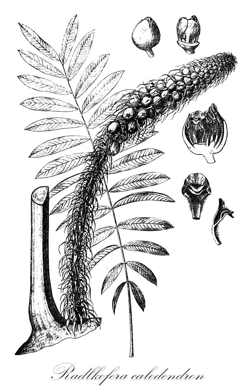 Radlkofera calodendron - Sapindaceae,Plantae,Pteridobiotina,Angiosperms,Sapindales,Sapindaceae,Sapindoideae,Radlkofera,Radlkofera calodendron