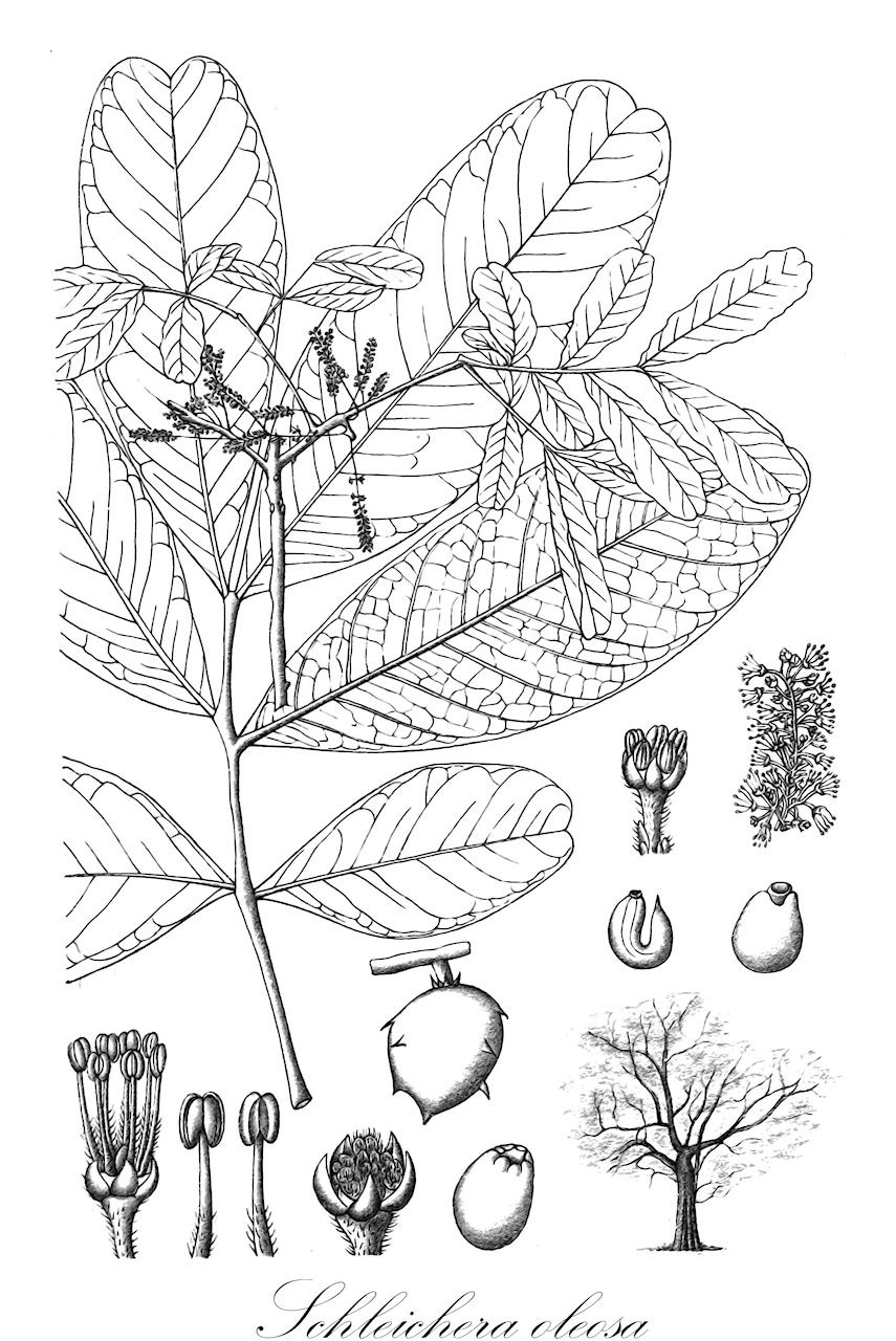 Schleichera oleosa - Sapindaceae,Plantae,Pteridobiotina,Angiosperms,Sapindales,Sapindaceae,Sapindoideae,Schleichera,Schleichera oleosa,Cussambium glabrum, Cussambium oleosum, Cussambium pubescens, Cussambium spinosum, Koon oleosus, Melicocca pubescens, Melicocca trijuga, Ornitrophe triandra, Schleichera aculeata, Schleichera pubescens, Schleichera trijuga, Schmidelia triandra, Scytalia trijuga, Stadmannia pubescens, Stadmannia trijuga,Khussambinuss;Macassaölbaum