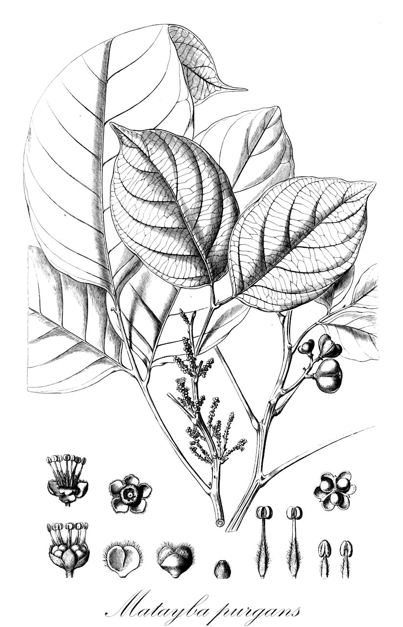 Matayba purgans - Sapindaceae,Plantae,Pteridobiotina,Angiosperms,Sapindales,Sapindaceae,Sapindoideae,Matayba,Matayba purgans,Cupania purgans