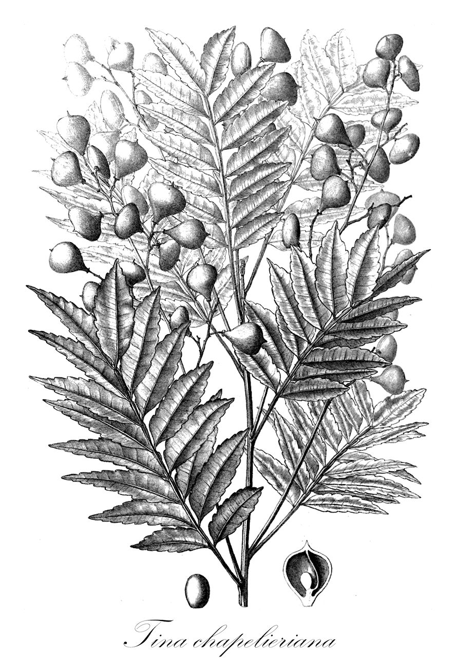 Tina chapelieriana - Sapindaceae,Plantae,Pteridobiotina,Angiosperms,Sapindales,Sapindaceae,Sapindoideae,Tina,Tina chapelieriana,Cupania chapelieriana, Garuga madagascariensis, Jagera madagascariensis, Tina alata