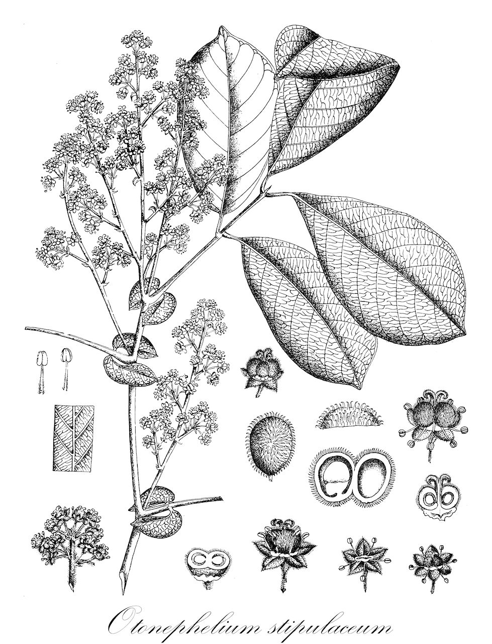 Otonephelium stipulaceum - Sapindaceae,Plantae,Pteridobiotina,Angiosperms,Sapindales,Sapindaceae,Sapindoideae,Otonephelium,Otonephelium stipulaceum,Lepisanthes stipulaceum, Nephelium stipulaceum