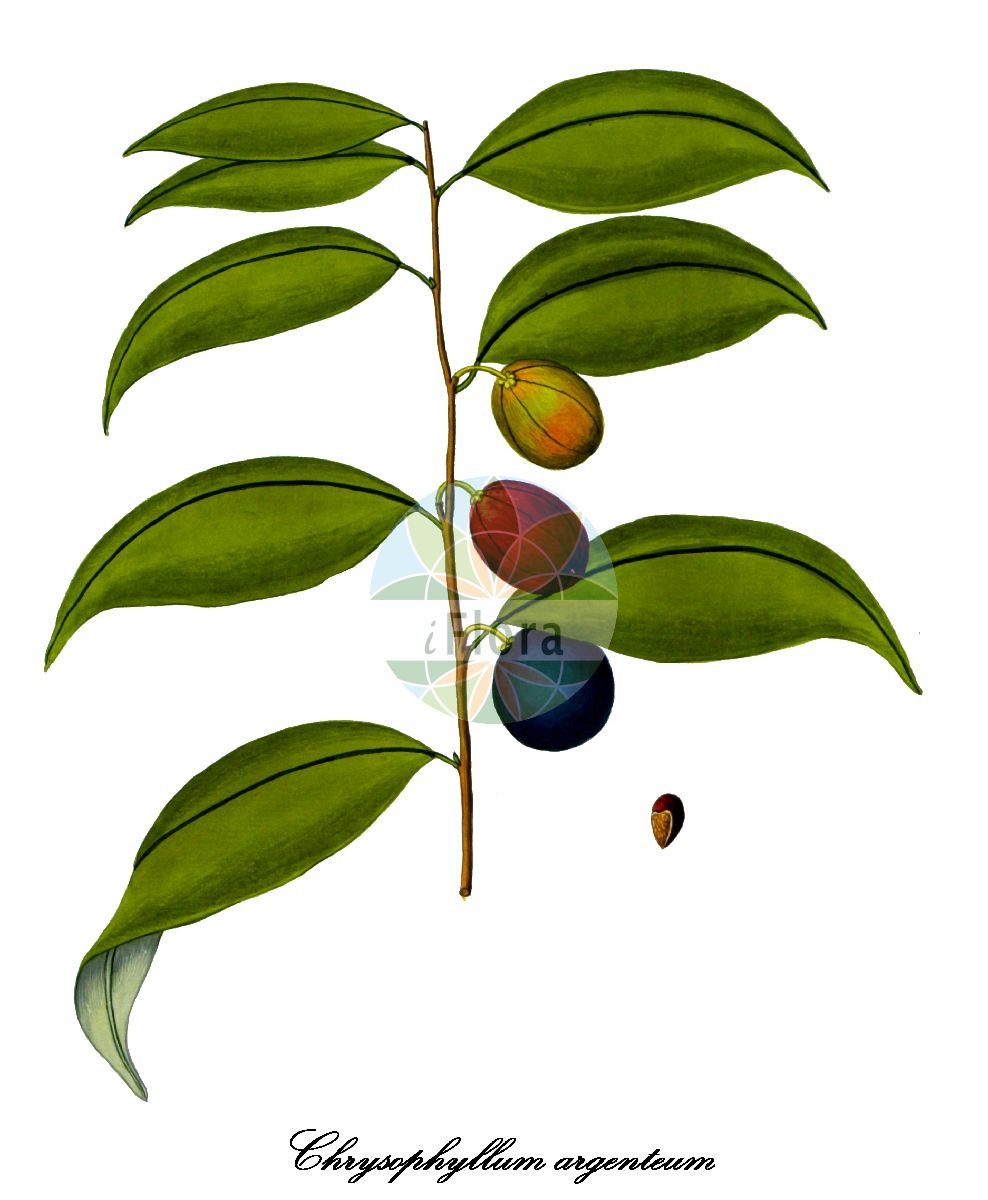 Chrysophyllum argenteum - Sapotaceae,Plantae,Pteridobiotina,Angiosperms,Ericales,Sapotaceae,Chrysophyllum,Chrysophyllum argenteum,Chrysophyllum macrophyllum, Cynodendron argenteum