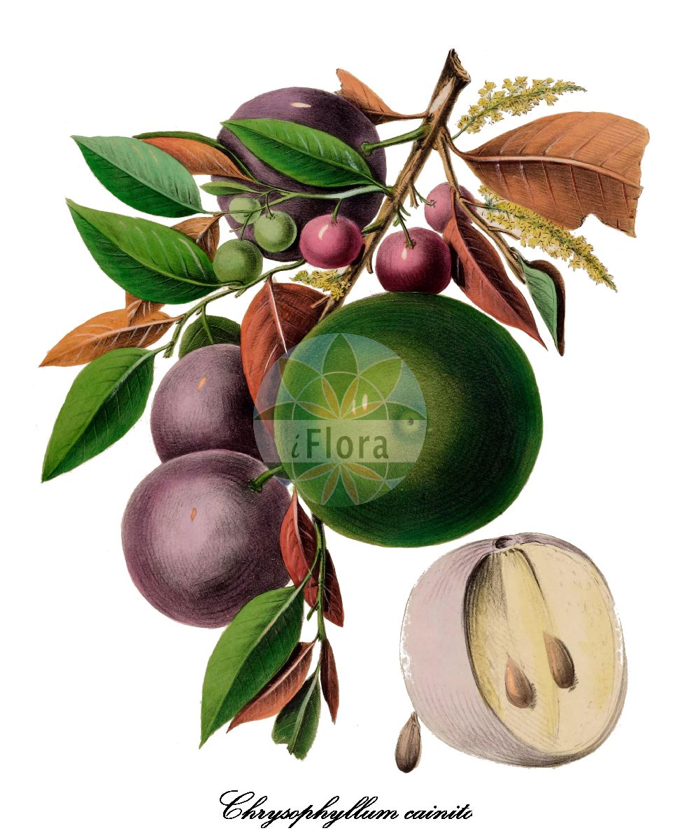 Chrysophyllum cainito - Sapotaceae,Plantae,Pteridobiotina,Angiosperms,Ericales,Sapotaceae,Chrysophyllum,Chrysophyllum cainito,Cainito pomiferum, Chrysophyllum bonplandii, Chrysophyllum caeruleum, Chrysophyllum cainito var. caeruleum, Chrysophyllum cainito var. jamaicense, Chrysophyllum cainito var. jamaicense, Chrysophyllum cainito var. martinicense, Chrysophyllum cainito var. pomiferum, Chrysophyllum cainito var. portoricense, Chrysophyllum cainito var. typicum, Chrysophyllum jamaicense, Chrysophyllum maliforme, Chrysophyllum monopyrenum, Chrysophyllum ottonis, Chrysophyllum sericeum