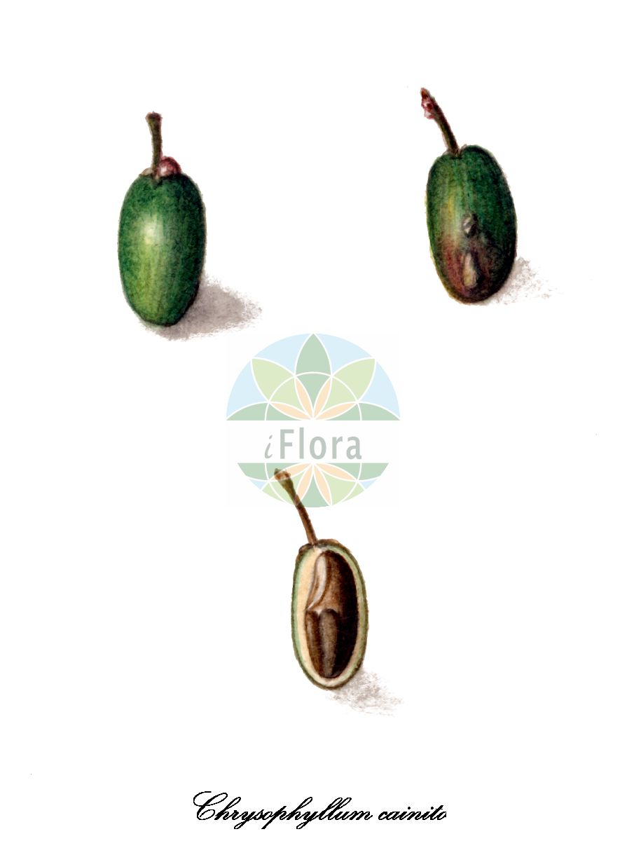Chrysophyllum cainito - Sapotaceae,Plantae,Pteridobiotina,Angiosperms,Ericales,Sapotaceae,Chrysophyllum,Chrysophyllum cainito,Cainito pomiferum, Chrysophyllum bonplandii, Chrysophyllum caeruleum, Chrysophyllum cainito var. caeruleum, Chrysophyllum cainito var. jamaicense, Chrysophyllum cainito var. jamaicense, Chrysophyllum cainito var. martinicense, Chrysophyllum cainito var. pomiferum, Chrysophyllum cainito var. portoricense, Chrysophyllum cainito var. typicum, Chrysophyllum jamaicense, Chrysophyllum maliforme, Chrysophyllum monopyrenum, Chrysophyllum ottonis, Chrysophyllum sericeum