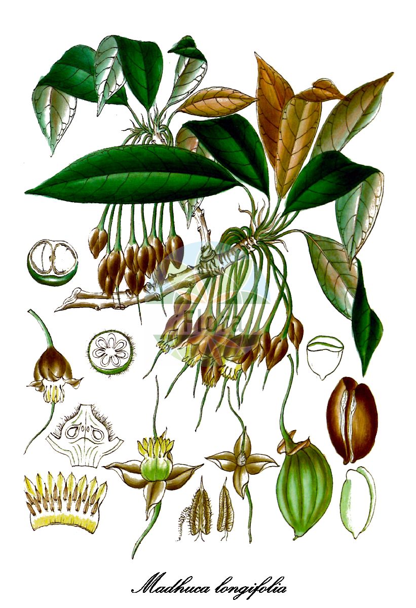 Madhuca longifolia - Sapotaceae,Plantae,Pteridobiotina,Angiosperms,Ericales,Sapotaceae,Madhuca,Madhuca longifolia,Bassia longifolia, Bassia villosa, Illipe malabrorum subsp. alphonsae, Vidoricum longifolium