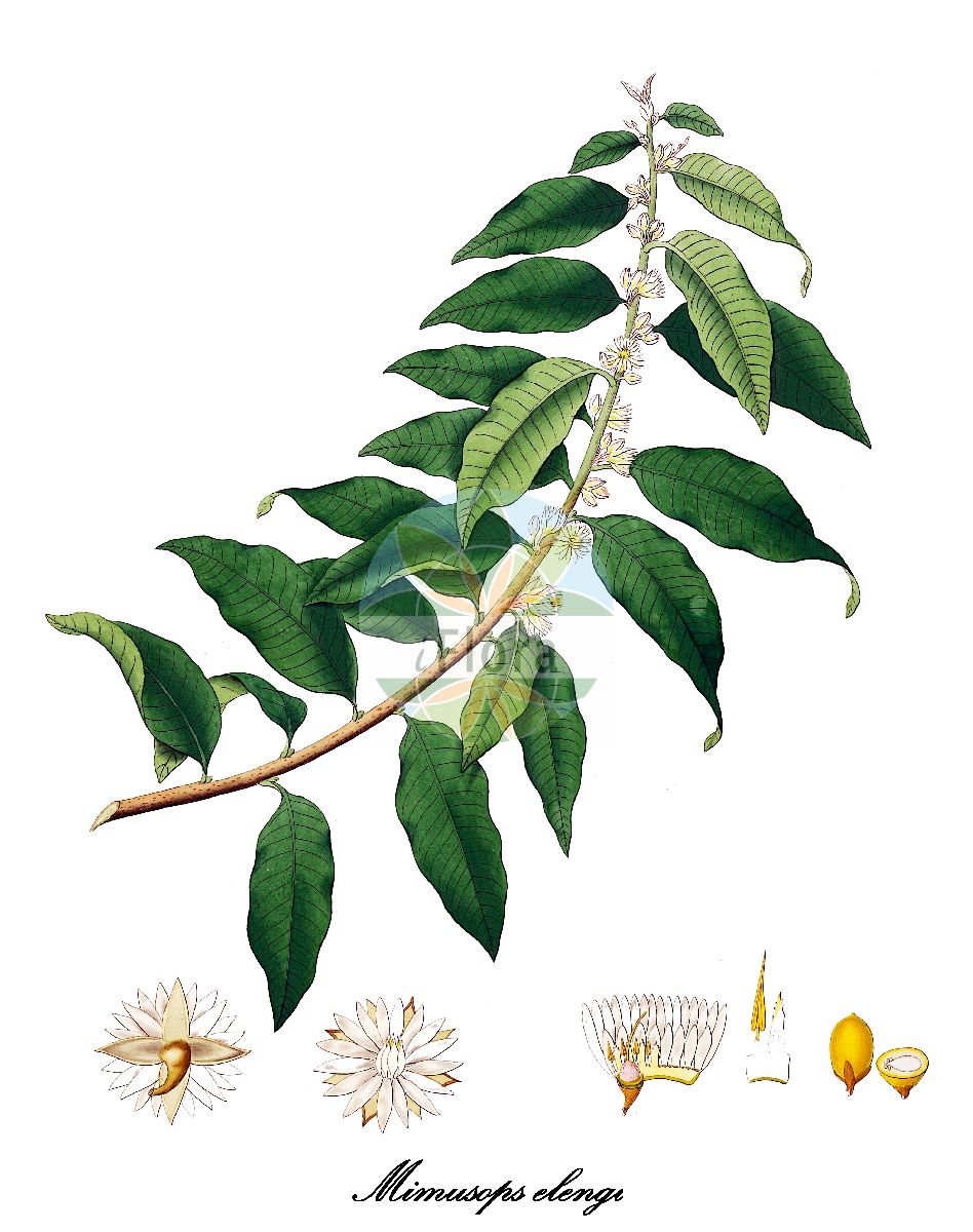 Mimusops elengi - Sapotaceae,Plantae,Pteridobiotina,Angiosperms,Ericales,Sapotaceae,Mimusops,Mimusops elengi,Diospyros longipes, Imbricaria perroudii, Kaukenia elengi, Kaukenia javensis, Kaukenia timorensis, Magnolia xerophila, Manilkara parvifolia, Mimusops elengi var. parvifolia, Mimusops erythroxylon, Mimusops javensis, Mimusops latericia, Mimusops lucida, Mimusops parvifolia, Mimusops timorensis,kabiki;spanish cherry