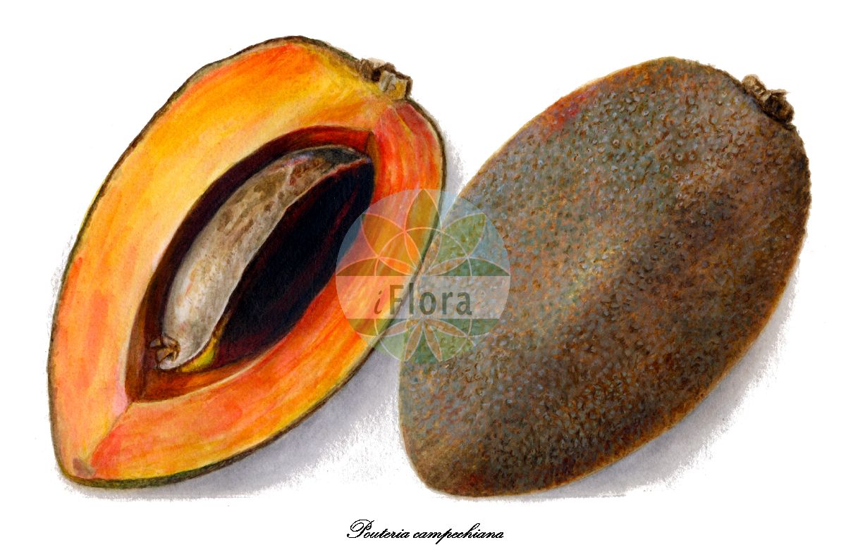 Pouteria campechiana - Sapotaceae,Plantae,Pteridobiotina,Angiosperms,Ericales,Sapotaceae,Pouteria,Pouteria campechiana,Lucuma campechiana, Lucuma elongata, Lucuma glabrifolia, Lucuma heyderi, Lucuma inseparabilis, Lucuma laeteviridis, Lucuma nervosa, Lucuma palmeri, Lucuma rivicoa var. angustifolia, Lucuma salicifolia, Lucuma sphaerocarpa, Pouteria campechiana var. nervosa, Pouteria campechiana var. palmeri, Pouteria campechiana var. salicifolia, Pouteria campechiana var. typica, Pouteria elongata, Pouteria glabrifolia, Pouteria laeteviridis, Pouteria mante, Radlkoferella glabrifolia, Radlkoferella inseparabilis, Radlkoferella sphaerocarpa, Richardella campechiana, Richardella nervosa, Richardella salicifolia, Sapota elongata, Sideroxylon campestre, Vitellaria campechiana, Vitellaria nervosa, Vitellaria salicifolia, Vitellaria sphaerocarpa, Vitellaria tenuifolia, Xantolis palmeri,Canistel-Eierfrucht;Gelbe Sapote;canistel;zapote blanco;zapotillo