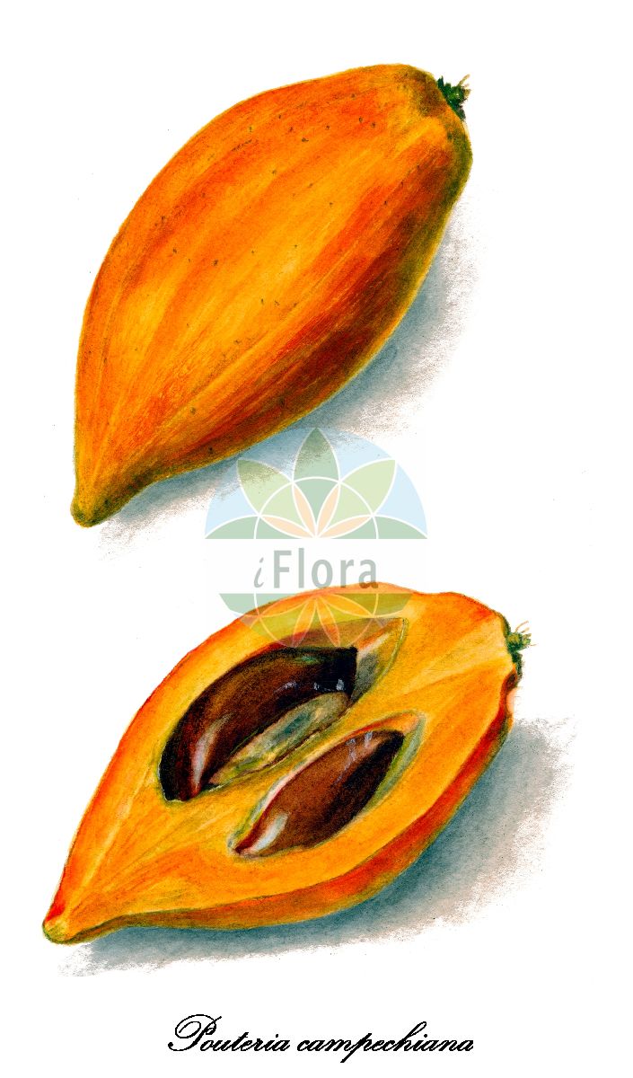Pouteria campechiana - Sapotaceae,Plantae,Pteridobiotina,Angiosperms,Ericales,Sapotaceae,Pouteria,Pouteria campechiana,Lucuma campechiana, Lucuma elongata, Lucuma glabrifolia, Lucuma heyderi, Lucuma inseparabilis, Lucuma laeteviridis, Lucuma nervosa, Lucuma palmeri, Lucuma rivicoa var. angustifolia, Lucuma salicifolia, Lucuma sphaerocarpa, Pouteria campechiana var. nervosa, Pouteria campechiana var. palmeri, Pouteria campechiana var. salicifolia, Pouteria campechiana var. typica, Pouteria elongata, Pouteria glabrifolia, Pouteria laeteviridis, Pouteria mante, Radlkoferella glabrifolia, Radlkoferella inseparabilis, Radlkoferella sphaerocarpa, Richardella campechiana, Richardella nervosa, Richardella salicifolia, Sapota elongata, Sideroxylon campestre, Vitellaria campechiana, Vitellaria nervosa, Vitellaria salicifolia, Vitellaria sphaerocarpa, Vitellaria tenuifolia, Xantolis palmeri,Canistel-Eierfrucht;Gelbe Sapote;canistel;zapote blanco;zapotillo