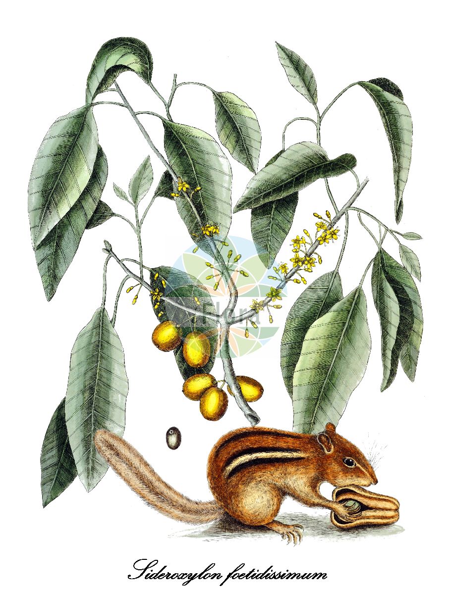 Sideroxylon foetidissimum - Sapotaceae,Plantae,Pteridobiotina,Angiosperms,Ericales,Sapotaceae,Sideroxylon,Sideroxylon foetidissimum,Bumelia foetidissima, Mastichodendron foetidissimum, Mastichodendron foetidissimum subsp. typicum, Sideroxylon mastichodendron, Sideroxylon obovatum,false mastic