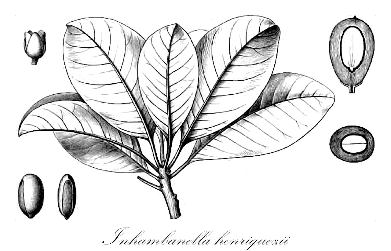 Inhambanella henriquezii - Sapotaceae,Plantae,Pteridobiotina,Angiosperms,Ericales,Sapotaceae,Inhambanella,Inhambanella henriquezii,Lecomtedoxa henriquezii, Mimusops henriquezii