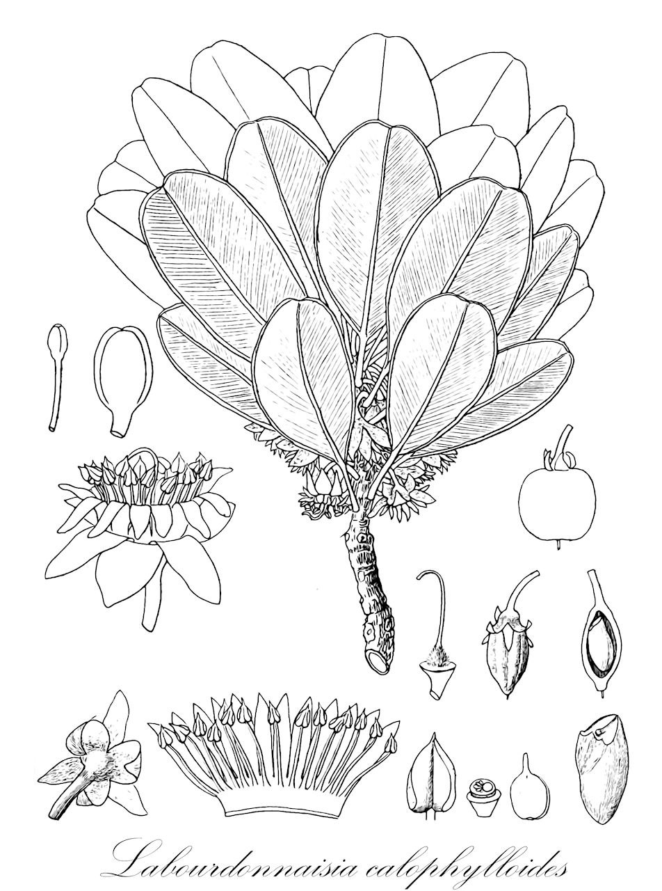 Labourdonnaisia calophylloides - Sapotaceae,Plantae,Pteridobiotina,Angiosperms,Ericales,Sapotaceae,Labourdonnaisia,Labourdonnaisia calophylloides,Labourdonnaisia sarcophleia, Mimusops calophylloides, Mimusops calophylloides var. revoluta