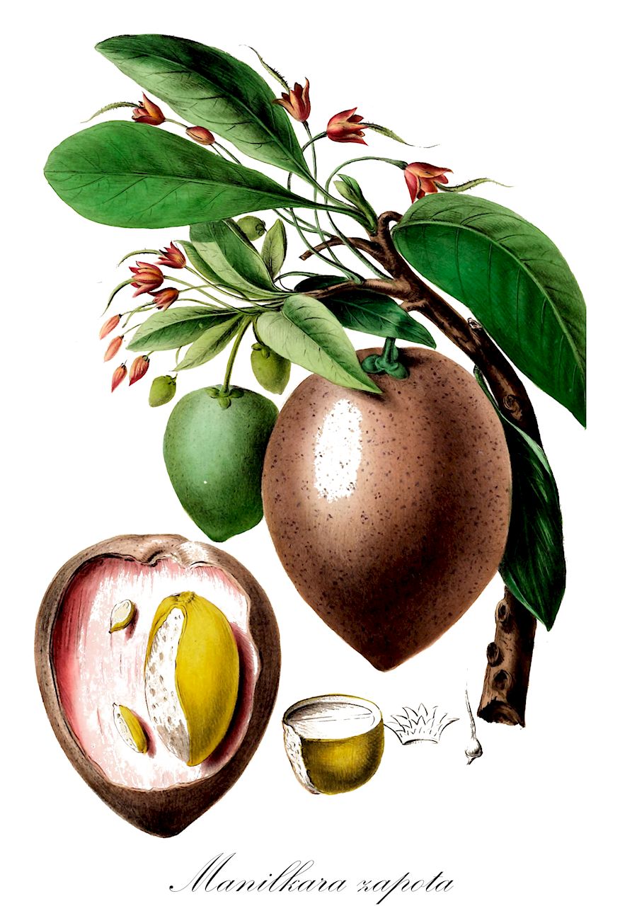 Manilkara zapota - Sapotaceae,Plantae,Pteridobiotina,Angiosperms,Ericales,Sapotaceae,Manilkara,Manilkara zapota,Achradelpha mammosa, Achras breviloba, Achras calderonii, Achras conzattii, Achras coriacea, Achras dactylina, Achras gaumeri, Achras latiloba, Achras lobulata, Achras lucuma, Achras mammosa, Achras meridionalis, Achras occidentalis, Achras paludosa, Achras petenensis, Achras rojasii, Achras sapatilla, Achras sapota, Achras sapota f. asperrima, Achras sapota var. candollei, Achras sapota var. globosa, Achras sapota var. lobata, Achras sapota var. ovalis, Achras sapota var. pedicellaris, Achras sapota var. sphaerica, Achras striata, Achras tabogaensis, Achras tainteriana, Achras tchicomame, Achras verrucosa, Achras zapota, Achras zapota var. major, Achras zapota var. zapotilla, Achras zapotilla, Calocarpum mammosum, Calospermum mammosum, Gambeya mammosa, Lucuma mammosa, Lucuma sapota var. anguai, Lucuma zapota, Manilkara achras, Manilkara breviloba, Manilkara calderonii, Manilkara conzattii, Manilkara gaumeri, Manilkara grisebachii, Manilkara meridionalis, Manilkara meridionalis var. caribbensis, Manilkara rojasii, Manilkara striata, Manilkara tabogaensis, Manilkara zapotilla, Manilkariopsis lobulata, Manilkariopsis meridionalis, Manilkariopsis petenensis, Manilkariopsis rojasii, Manilkariopsis striata, Manilkariopsis tabogaensis, Mimusops grisebachii, Nispero achras, Pouteria mammosa, Sapota achras, Sapota achras var. lobata, Sapota achras var. sphaerica, Sapota zapotilla, Vitellaria mammosa,Breiapfelbaum;Kaugummibaum;Sapote;Sapotillbaum;chicle tree
