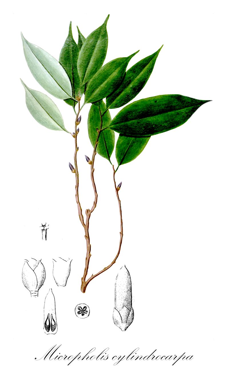 Micropholis cylindrocarpa - Sapotaceae,Plantae,Pteridobiotina,Angiosperms,Ericales,Sapotaceae,Micropholis,Micropholis cylindrocarpa,Mastichodendron cylindrocarpon, Pouteria cylindrocarpa, Pouteria saltuensis, Sideroxylon cylindrocarpon