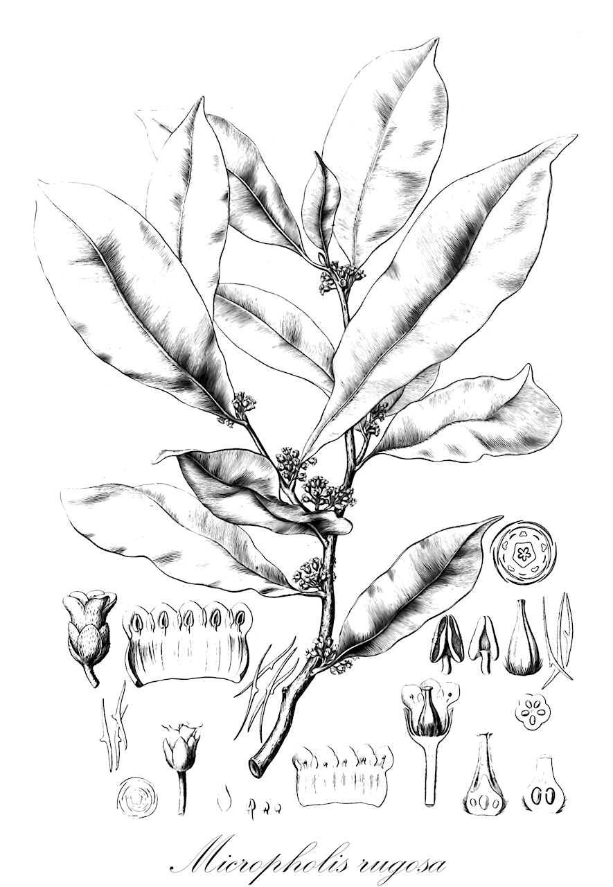 Micropholis rugosa - Sapotaceae,Plantae,Pteridobiotina,Angiosperms,Ericales,Sapotaceae,Micropholis,Micropholis rugosa,Bumelia egensis, Chrysophyllum pomiforme, Chrysophyllum rugosum, Micropholis rugosa var. harrisii, Pouteria rugosa, Sapota rugosa, Sideroxylon pomiforme, Sideroxylon rugosum, Sideroxylon rugosum var. parviflorum