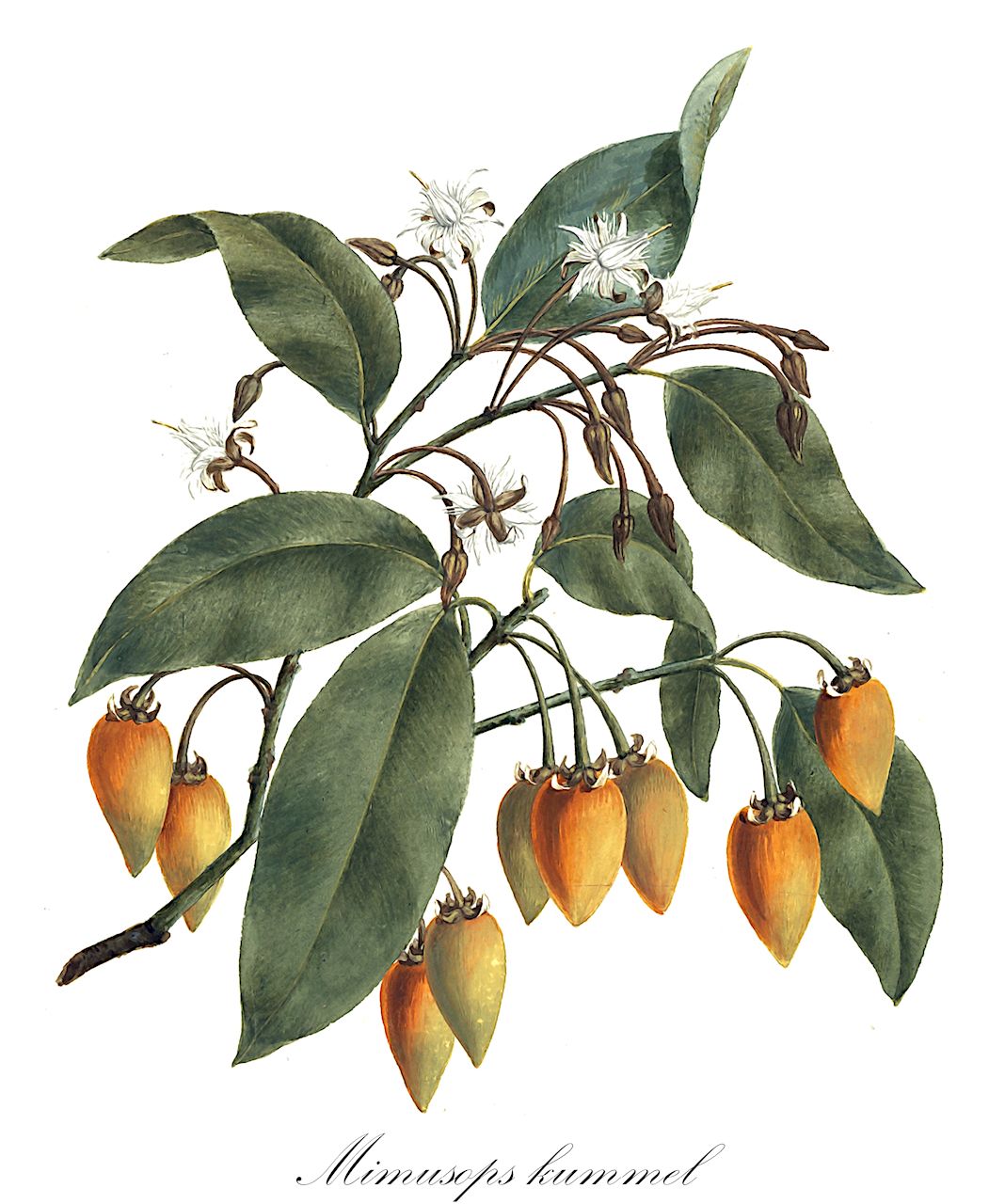 Mimusops kummel - Sapotaceae,Plantae,Pteridobiotina,Angiosperms,Ericales,Sapotaceae,Mimusops,Mimusops kummel,Binectaria fragrans, Imbricaria fragrans, Kaukenia kummel, Mimusops djurensis, Mimusops fragans, Mimusops kerstingii, Mimusops kilimandscharica, Mimusops langenburgiana, Mimusops longipes, Mimusops pohlii, Mimusops stenosepala
