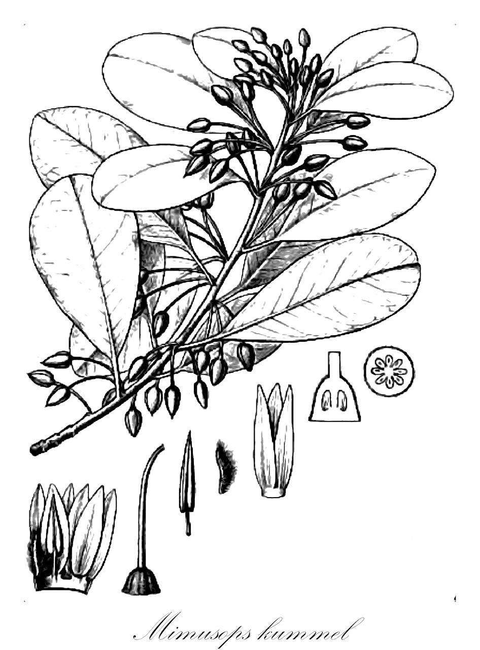 Mimusops kummel - Sapotaceae,Plantae,Pteridobiotina,Angiosperms,Ericales,Sapotaceae,Mimusops,Mimusops kummel,Binectaria fragrans, Imbricaria fragrans, Kaukenia kummel, Mimusops djurensis, Mimusops fragans, Mimusops kerstingii, Mimusops kilimandscharica, Mimusops langenburgiana, Mimusops longipes, Mimusops pohlii, Mimusops stenosepala