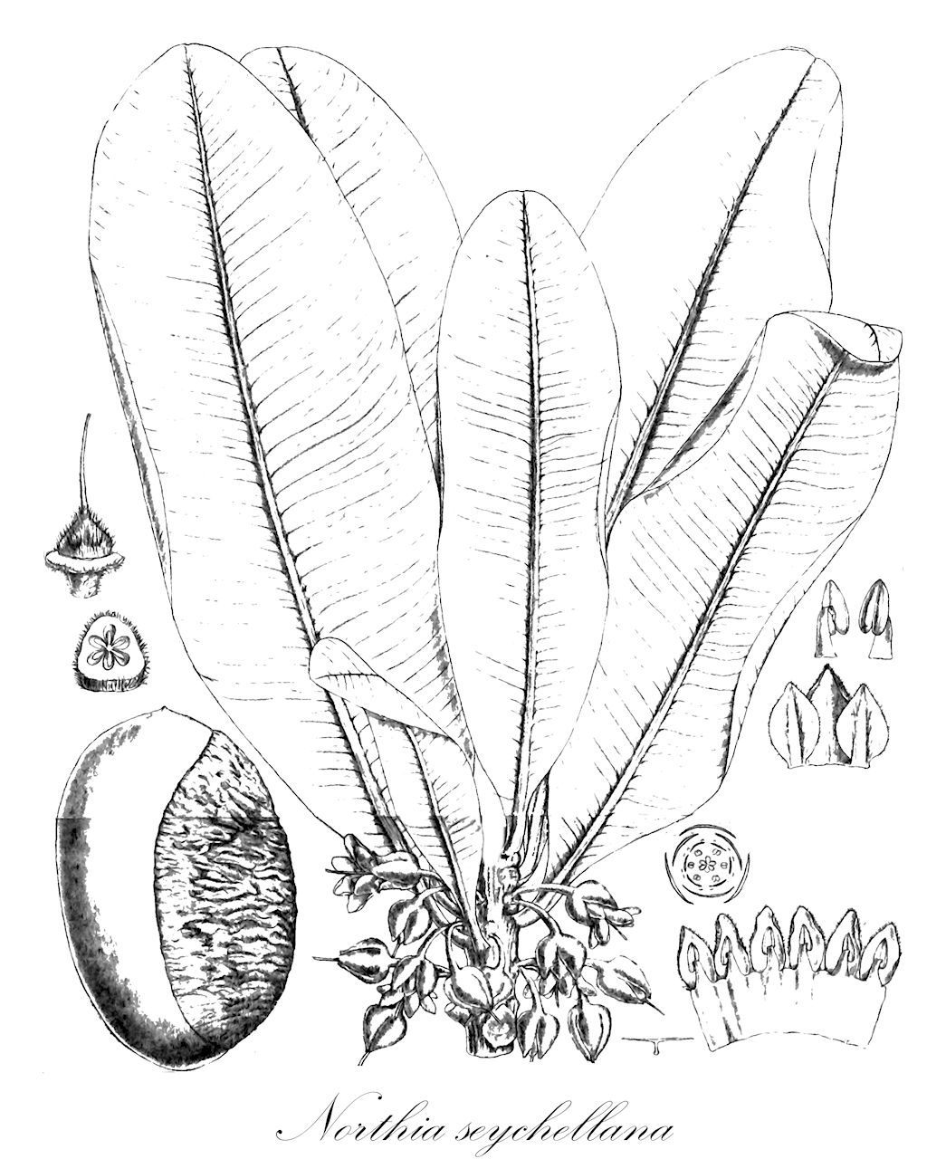 Northia seychellana - Sapotaceae,Plantae,Pteridobiotina,Angiosperms,Ericales,Sapotaceae,Northia,Northia seychellana,Mimusops hornei, Northia brevitubulata, Northia confusa, Northia hornei