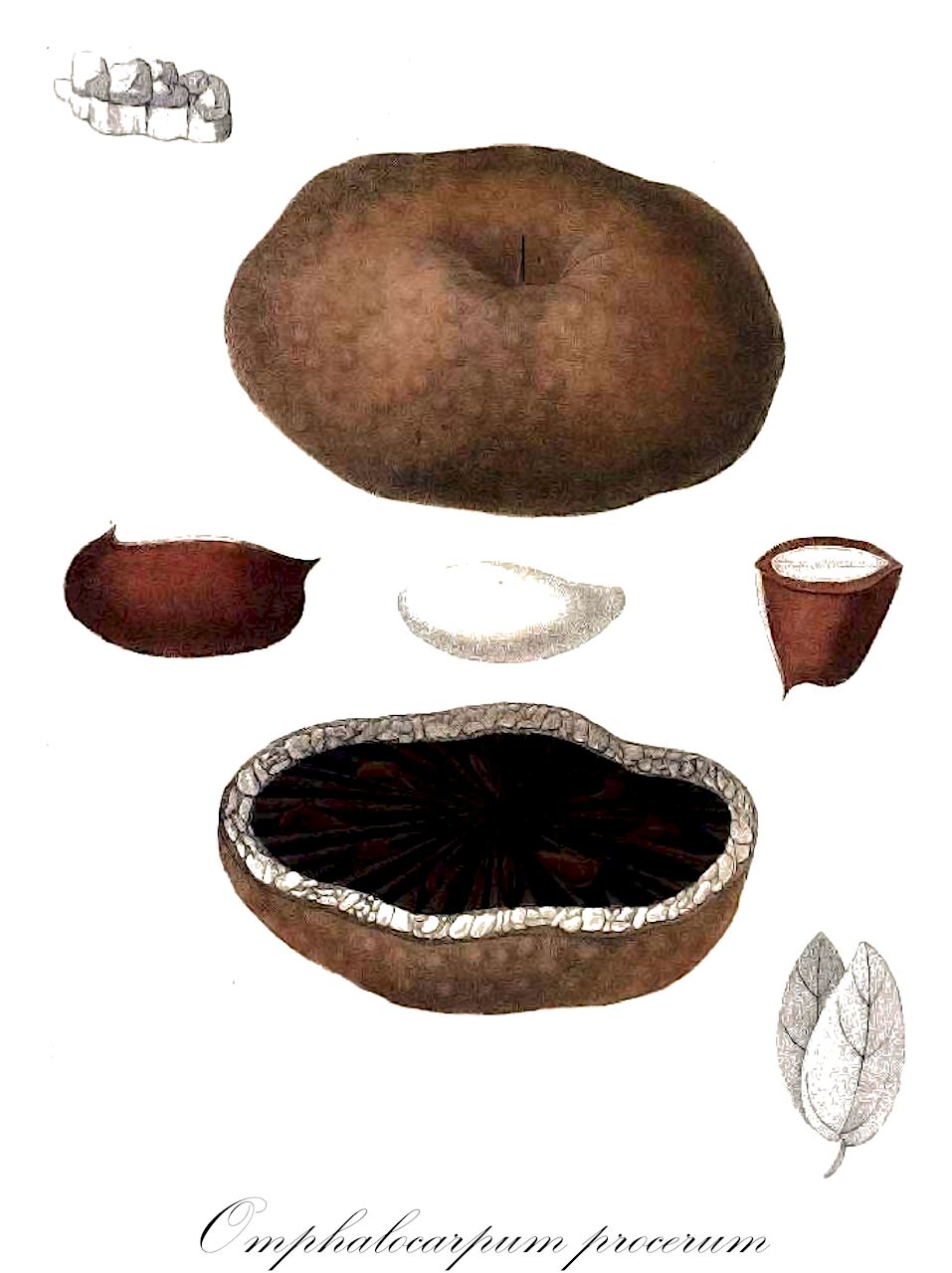 Omphalocarpum procerum - Sapotaceae,Plantae,Pteridobiotina,Angiosperms,Ericales,Sapotaceae,Omphalocarpum,Omphalocarpum procerum,Omphalocarpum congolense, Omphalocarpum laurentii, Omphalocarpum pierreanum