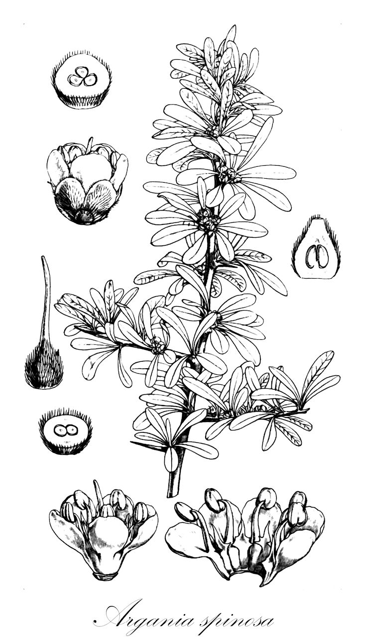 Argania spinosa - Sapotaceae,Plantae,Pteridobiotina,Angiosperms,Ericales,Sapotaceae,Argania,Argania spinosa,Argania sideroxylon, Elaeodendron argan, Tekelia spinosa,arganier;bois d'Argan;bois de fer;argan;argània;legno ferro del Marocco;arganboom;arganie;argânia;аргания;argan;argane;arqân;أرقن