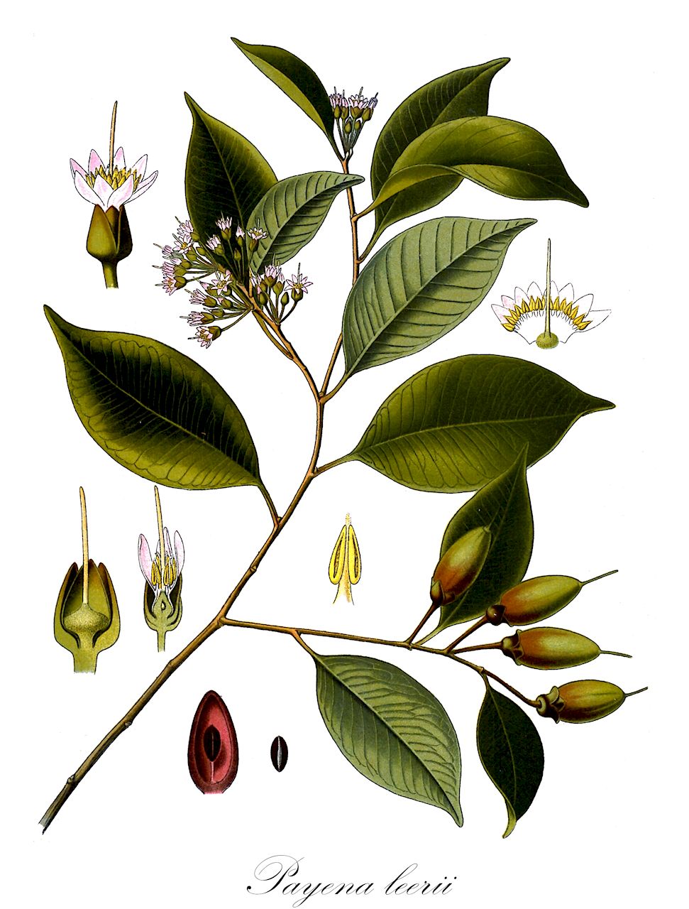 Payena leerii - Sapotaceae,Plantae,Pteridobiotina,Angiosperms,Ericales,Sapotaceae,Payena,Payena leerii,Azaola leerii, Ceratophorus leerii, Hapaloceras arupa, Hapaloceras leerii, Isonandra benjamina, Isonandra lamponga, Keratephorus leerii, Madhuca leerii, Payena benjamina, Payena croixiana, Payena lamponga