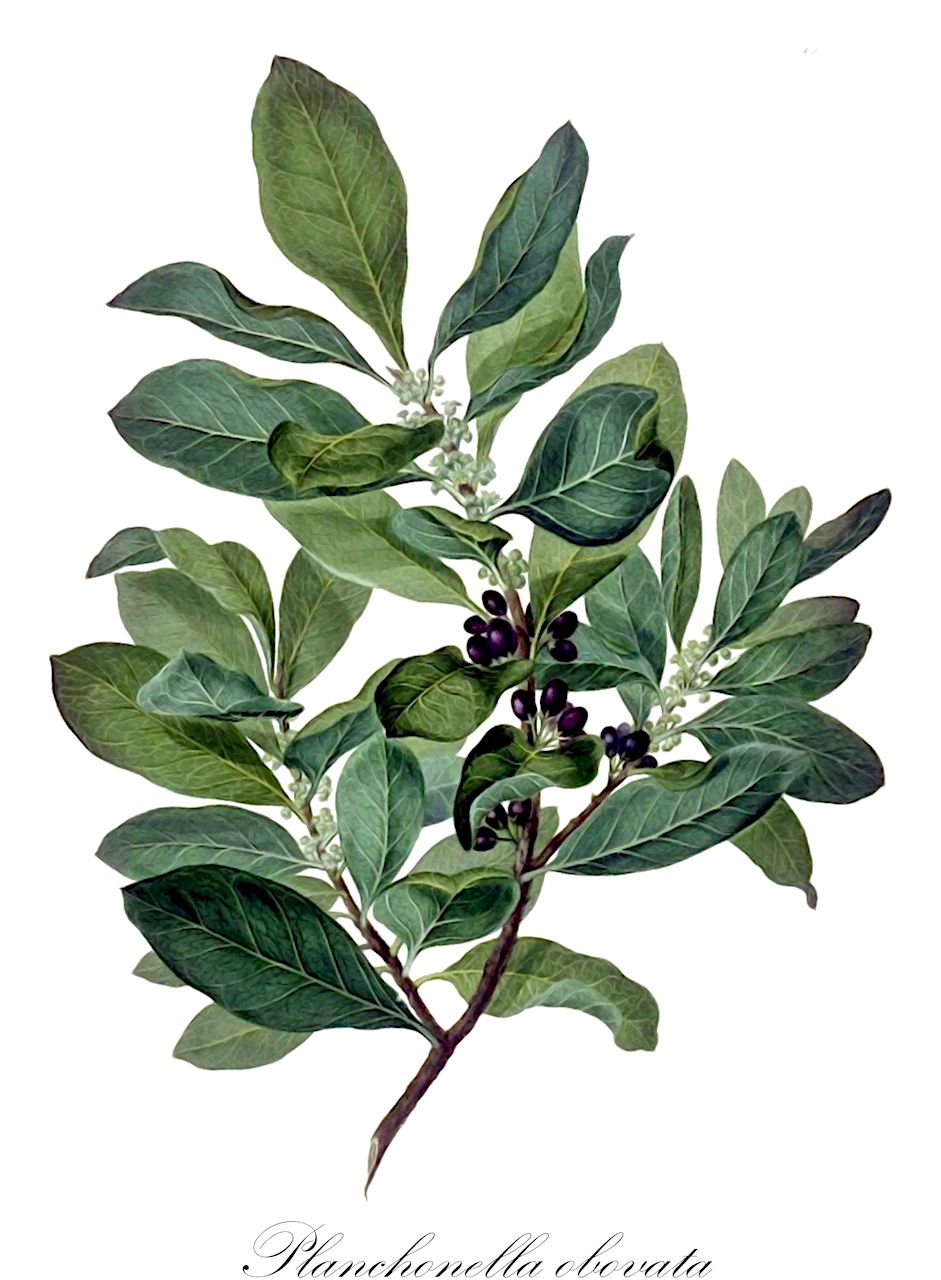 Planchonella obovata - Sapotaceae,Achras obovata, Chrysophyllum acuminatum, Chrysophyllum obovatum, Hormogyne cochinchinensis, Planchonella argentea, Planchonella attenuata, Planchonella bancana, Planchonella chrysophylla, Planchonella clarkeana, Planchonella cochinchinensis, Planchonella ferruginea, Planchonella glabra, Planchonella indica, Planchonella javensis, Planchonella kingiana, Planchonella kingiana var. andamanica, Planchonella lanceolata, Planchonella merrillii, Planchonella nodosa, Planchonella philippensis, Planchonella polymorpha, Pouteria glabra, Pouteria obovata, Pouteria obovata var. dubia, Sapota obovata, Sersalisia ferruginea, Sersalisia liukiuensis, Sersalisia obovata, Sideroxylon ahernianum, Sideroxylon apoense, Sideroxylon argenteum, Sideroxylon attenuatum, Sideroxylon bancanum, Sideroxylon brownii, Sideroxylon chrysophyllum, Sideroxylon coriaceum, Sideroxylon dubium, Sideroxylon ferrugineum, Sideroxylon glabrum, Sideroxylon glomeratum, Sideroxylon indicum, Sideroxylon javense, Sideroxylon lanceolatum, Sideroxylon liukiuense, Sideroxylon merrillii, Sideroxylon nodosum, Sideroxylon novoguineense, Sideroxylon obovatum, Sideroxylon obovatum, Sideroxylon obovatum, Sideroxylon obovatum var. ceramense, Sideroxylon philippense, Sideroxylon timorense, Sideroxylon undulatum,Plantae,Pteridobiotina,Angiosperms,Ericales,Sapotaceae,Planchonella,Planchonella obovata