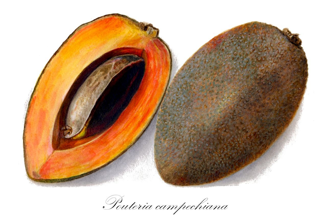 Pouteria campechiana - Sapotaceae,Plantae,Pteridobiotina,Angiosperms,Ericales,Sapotaceae,Pouteria,Pouteria campechiana,Lucuma campechiana, Lucuma elongata, Lucuma glabrifolia, Lucuma heyderi, Lucuma inseparabilis, Lucuma laeteviridis, Lucuma nervosa, Lucuma palmeri, Lucuma rivicoa var. angustifolia, Lucuma salicifolia, Lucuma sphaerocarpa, Pouteria campechiana var. nervosa, Pouteria campechiana var. palmeri, Pouteria campechiana var. salicifolia, Pouteria campechiana var. typica, Pouteria elongata, Pouteria glabrifolia, Pouteria laeteviridis, Pouteria mante, Radlkoferella glabrifolia, Radlkoferella inseparabilis, Radlkoferella sphaerocarpa, Richardella campechiana, Richardella nervosa, Richardella salicifolia, Sapota elongata, Sideroxylon campestre, Vitellaria campechiana, Vitellaria nervosa, Vitellaria salicifolia, Vitellaria sphaerocarpa, Vitellaria tenuifolia, Xantolis palmeri,Canistel-Eierfrucht;Gelbe Sapote;canistel;zapote blanco;zapotillo