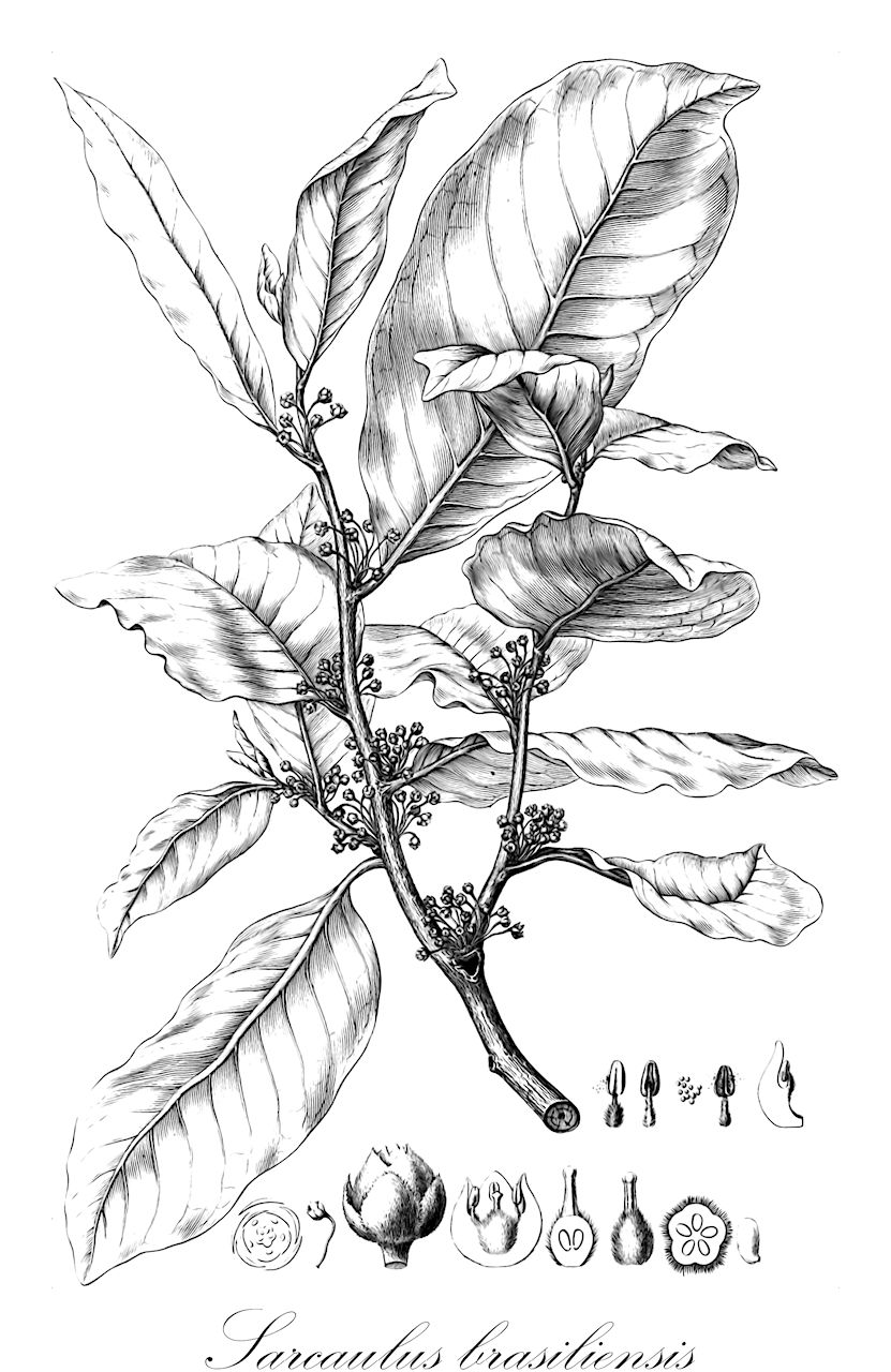Sarcaulus brasiliensis - Sapotaceae,Plantae,Pteridobiotina,Angiosperms,Ericales,Sapotaceae,Sarcaulus,Sarcaulus brasiliensis,Achras brasiliensis, Chrysophyllum brasiliense, Chrysophyllum macrophyllum, Sarcaulus macrophyllus
