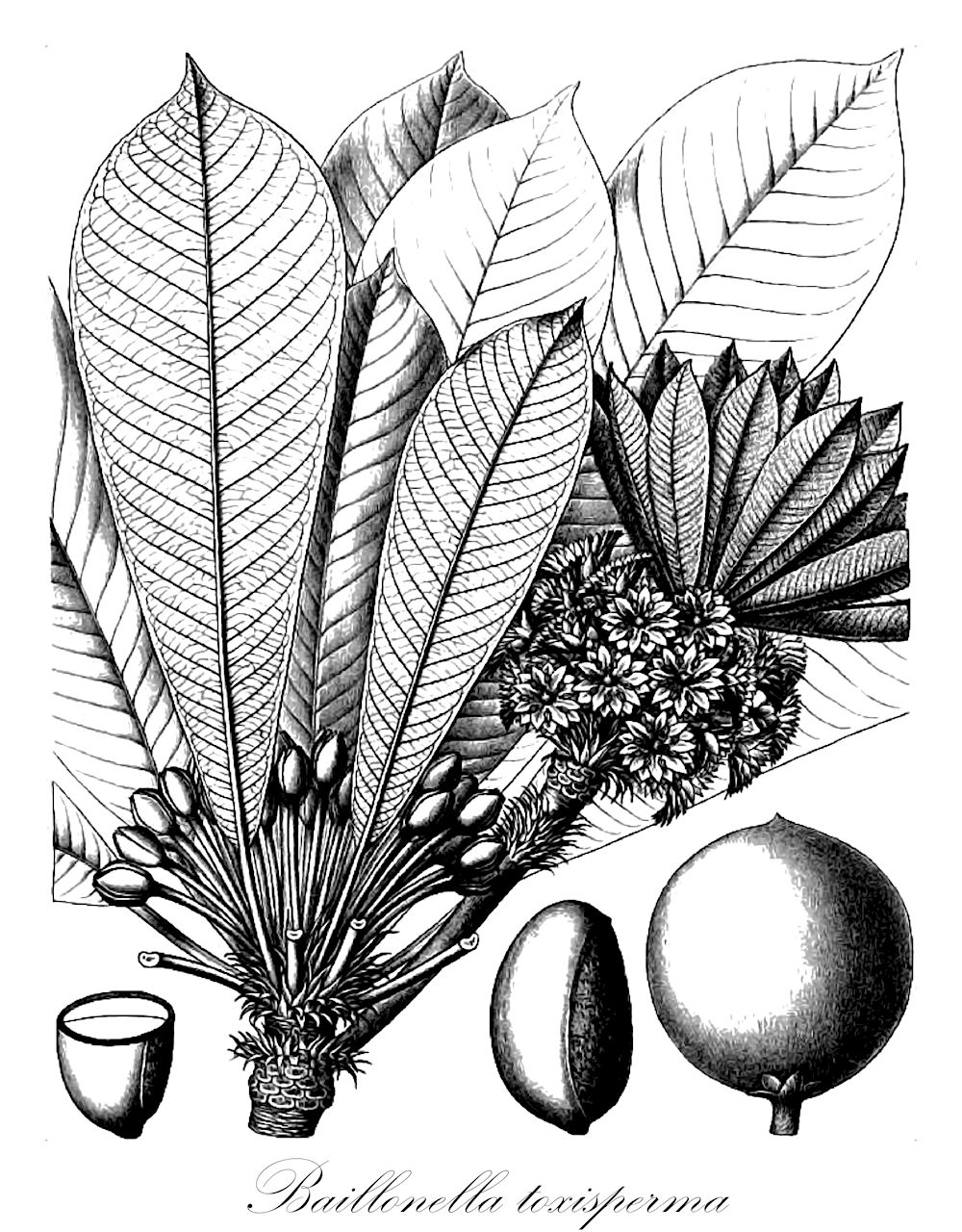 Baillonella toxisperma - Sapotaceae,Plantae,Pteridobiotina,Angiosperms,Ericales,Sapotaceae,Baillonella,Baillonella toxisperma,Baillonella djave, Baillonella obovata, Baillonella pierriana, Baillonella toxisperma var. obovata, Mimusops djave, Mimusops obovata, Mimusops pierreana, Mimusops toxisperma