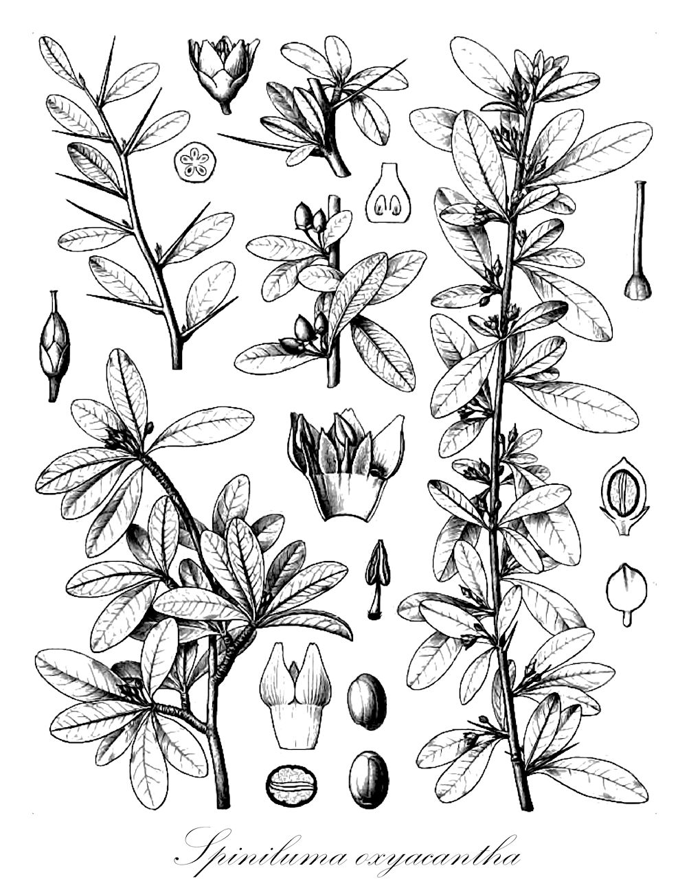 Spiniluma oxyacantha - Sapotaceae,Plantae,Pteridobiotina,Angiosperms,Ericales,Sapotaceae,Spiniluma,Spiniluma oxyacantha,Mastichodendron oxyacantha, Sideroxylon oxyacanthum