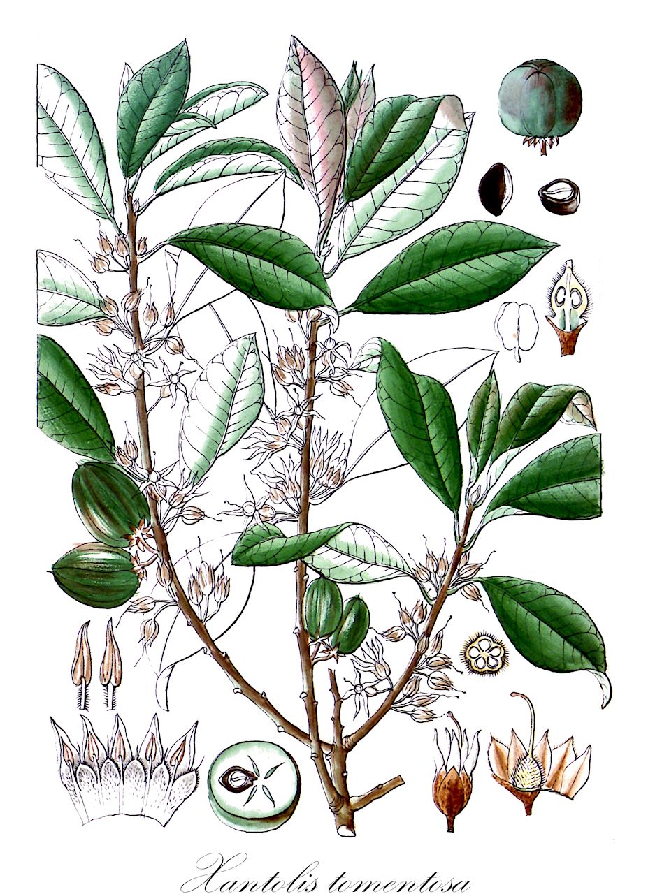 Xantolis tomentosa - Sapotaceae,Plantae,Pteridobiotina,Angiosperms,Ericales,Sapotaceae,Xantolis,Xantolis tomentosa,Achras elengioides, Achras tomentosa, Planchonella dongnaiensis, Planchonella elengioides, Planchonella tomentosa, Pouteria dongnaiensis, Pouteria tomentosa, Sapota armata, Sapota elengioides, Sapota tomentosa, Sideroxylon armatum, Sideroxylon dongnaiense, Sideroxylon tomentosum, Sideroxylon wightianum, Xantolis dongnaiensis, Xantolis tomentosa var. elengioides