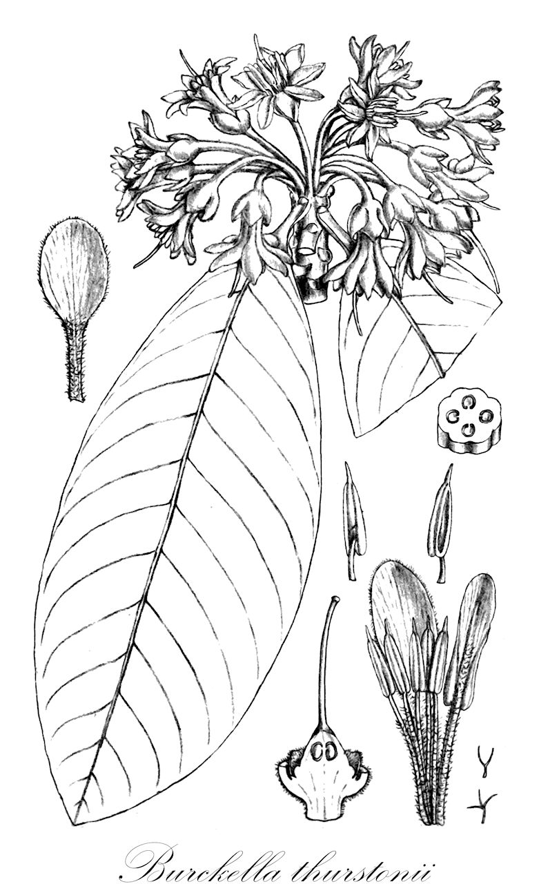 Burckella thurstonii - Sapotaceae,Plantae,Pteridobiotina,Angiosperms,Ericales,Sapotaceae,Burckella,Burckella thurstonii,Bassia thurstonii