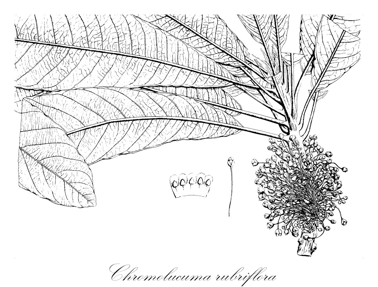 Chromolucuma rubriflora - Sapotaceae,Plantae,Pteridobiotina,Angiosperms,Ericales,Sapotaceae,Chromolucuma,Chromolucuma rubriflora,Pouteria rubriflora