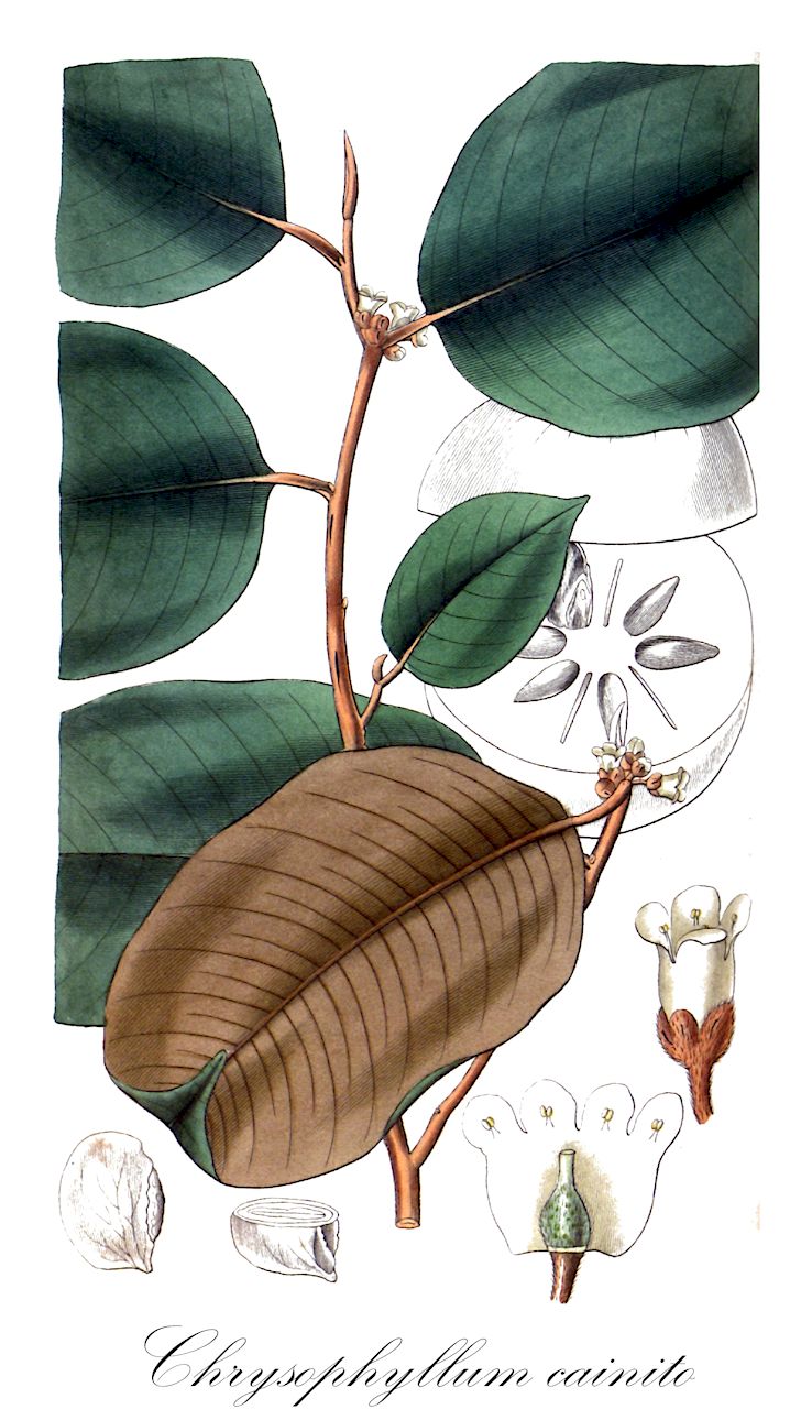 Chrysophyllum cainito - Sapotaceae,Plantae,Pteridobiotina,Angiosperms,Ericales,Sapotaceae,Chrysophyllum,Chrysophyllum cainito,Cainito pomiferum, Chrysophyllum bonplandii, Chrysophyllum caeruleum, Chrysophyllum cainito var. caeruleum, Chrysophyllum cainito var. jamaicense, Chrysophyllum cainito var. jamaicense, Chrysophyllum cainito var. martinicense, Chrysophyllum cainito var. pomiferum, Chrysophyllum cainito var. portoricense, Chrysophyllum cainito var. typicum, Chrysophyllum jamaicense, Chrysophyllum maliforme, Chrysophyllum monopyrenum, Chrysophyllum ottonis, Chrysophyllum sericeum