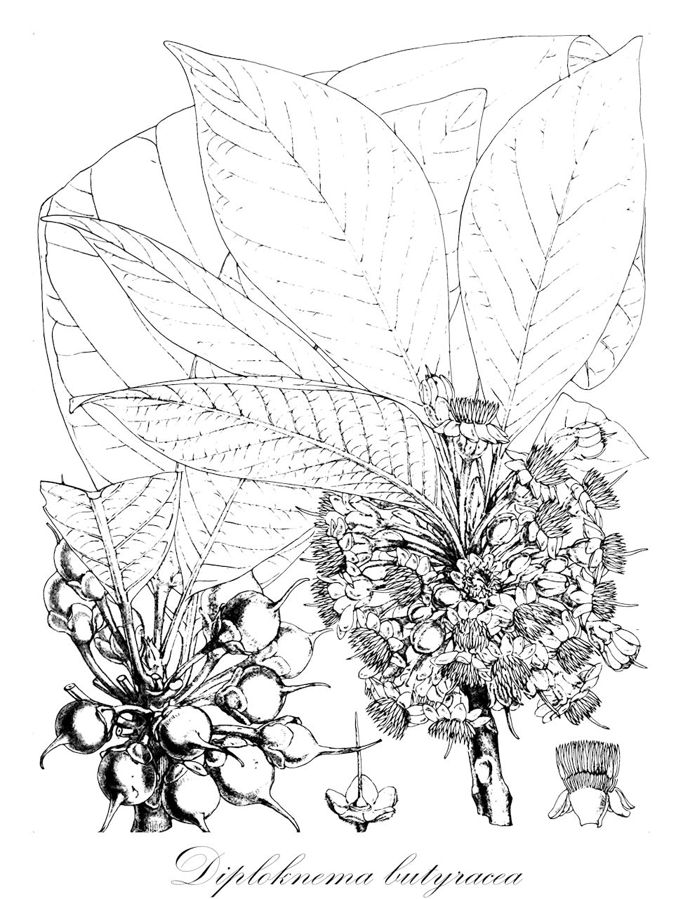 Diploknema butyracea - Sapotaceae,Plantae,Pteridobiotina,Angiosperms,Ericales,Sapotaceae,Diploknema,Diploknema butyracea,Aesandra butyracea, Bassia butyracea, Illipe butyracea, Madhuca butyracea, Mixandra butyracea, Mixandra butyracea, Vidoricum butyraceum