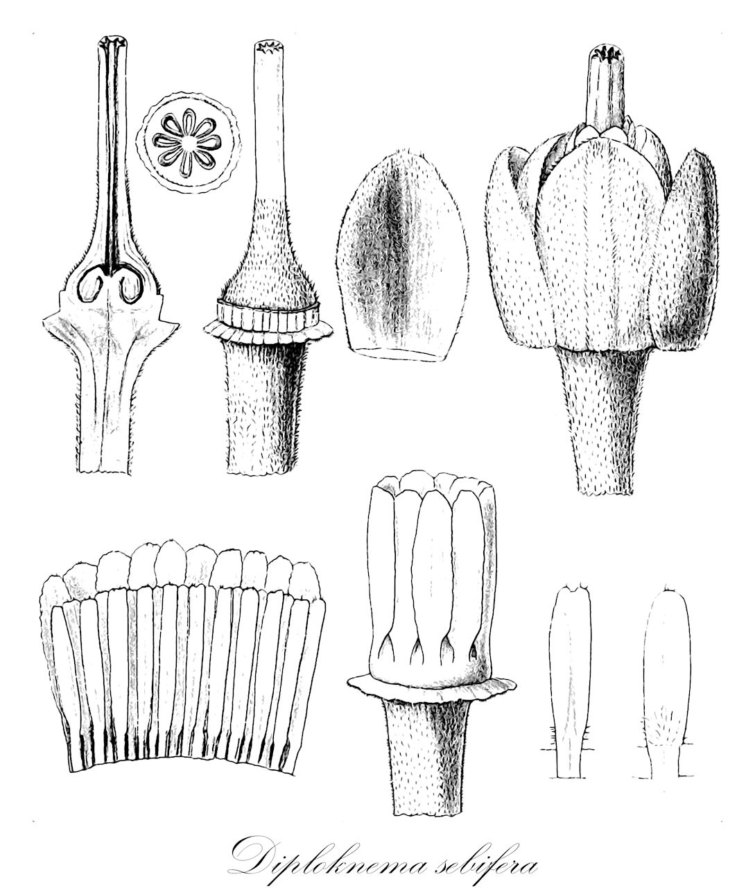 Diploknema sebifera - Sapotaceae,Plantae,Pteridobiotina,Angiosperms,Ericales,Sapotaceae,Diploknema,Diploknema sebifera