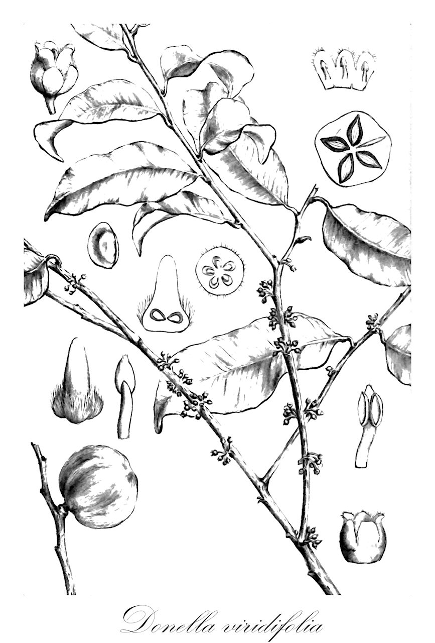 Donella viridifolia - Sapotaceae,Plantae,Pteridobiotina,Angiosperms,Ericales,Sapotaceae,Donella,Donella viridifolia,Chrysophyllum viridifolium