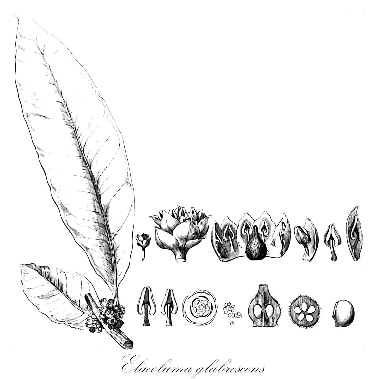 Elaeoluma glabrescens - Sapotaceae,Plantae,Pteridobiotina,Angiosperms,Ericales,Sapotaceae,Elaeoluma,Elaeoluma glabrescens,Gymnoluma glabrescens, Lucuma glabrescens, Lucuma glaucescens, Oxythece ferreirii, Oxythece glabrescens, Pouteria glabrescens, Vitellaria glabrescens