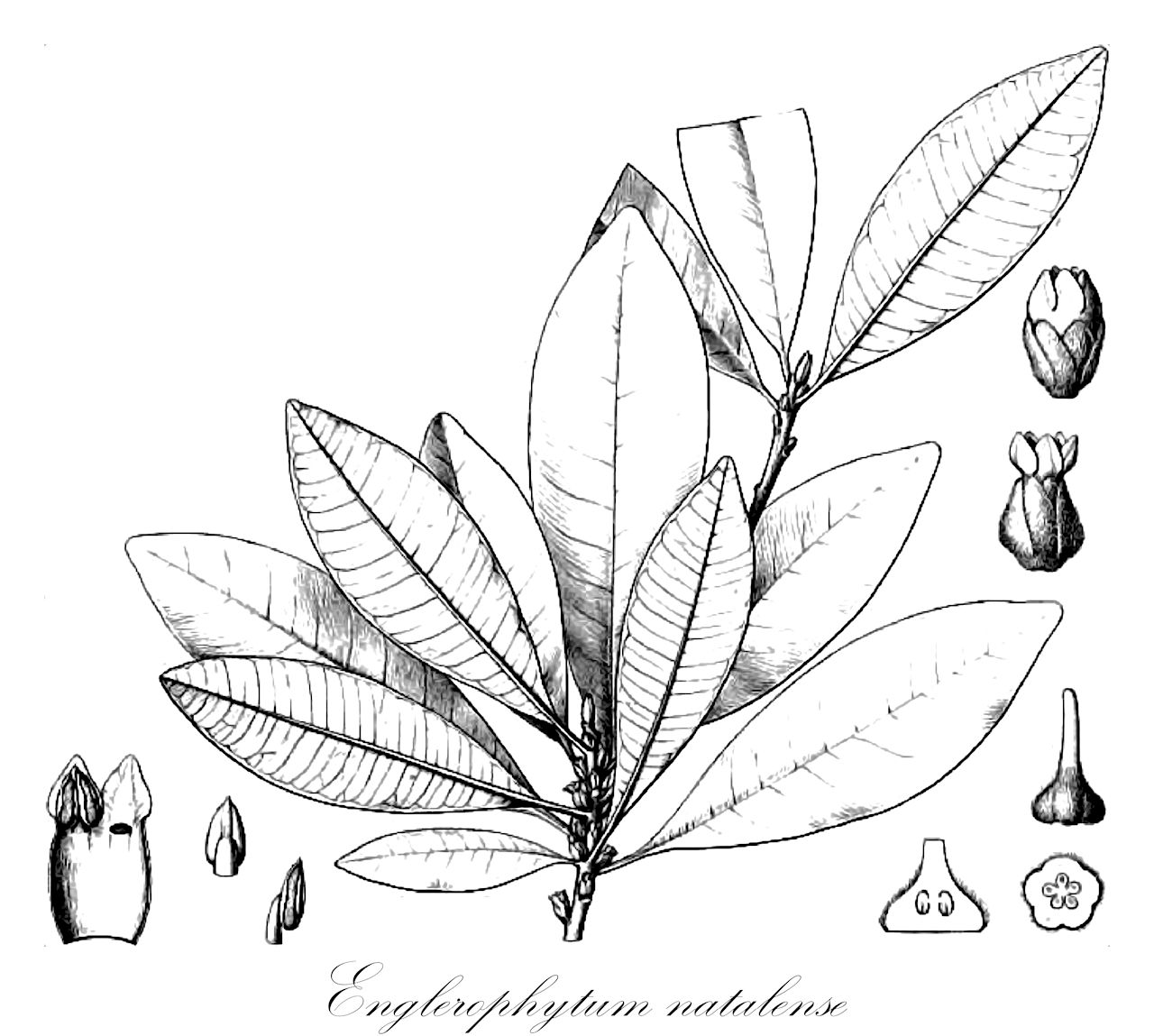 Englerophytum natalense - Sapotaceae,Plantae,Pteridobiotina,Angiosperms,Ericales,Sapotaceae,Englerophytum,Englerophytum natalense,Amorphospermum natalense, Bequaertiodendron natalense, Boivinella kilimandscharica, Boivinella natalensis, Chrysophyllum kilimandscharicum, Chrysophyllum natalense, Neoboivinella kilimandscharica, Neoboivinella natalensis, Pouteria natalensis
