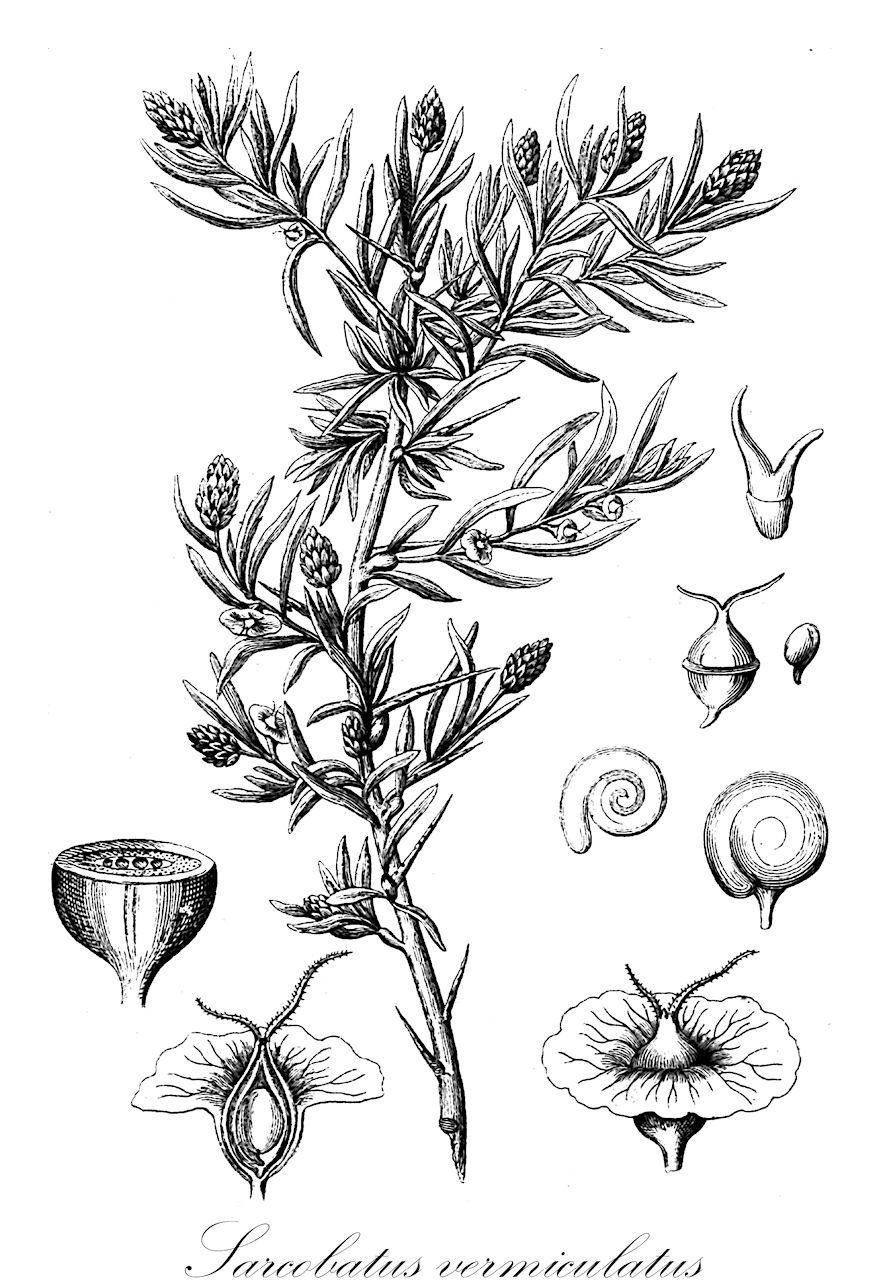Sarcobatus vermiculatus - Sarcobataceae,Plantae,Pteridobiotina,Angiosperms,Caryophyllales,Sarcobataceae,Sarcobatus,Sarcobatus vermiculatus,Fremontia vermiculata, Fremontia vermiculatus, Sarcobatus maximilianii, Sarcobatus vermiculatus var. vermiculatus,black greasewood;greasewood;saltbush;seepwood
