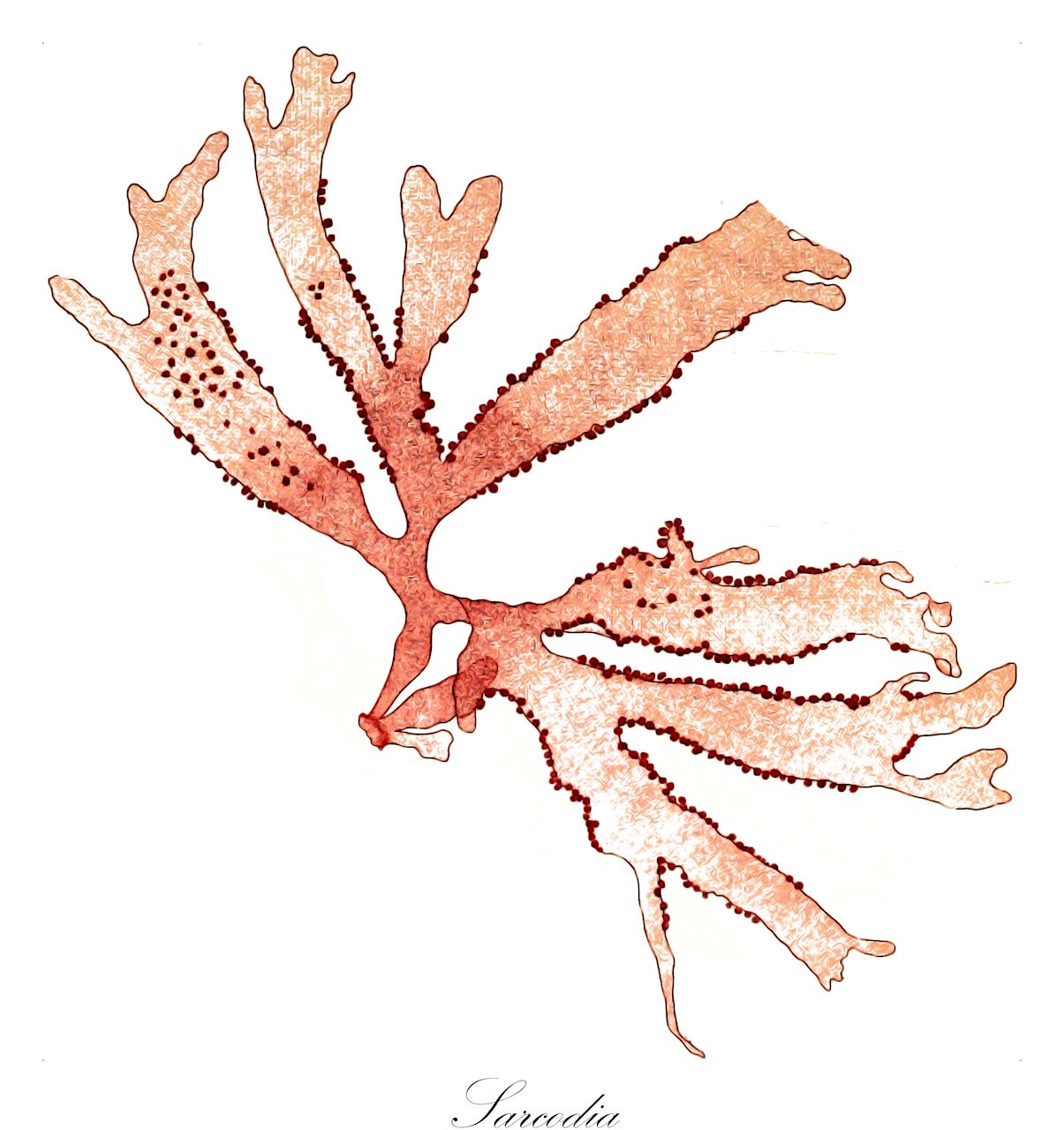 Sarcodia - Rhodophyta,Biota,Plantae,Rhodophyta,Eurhodophytina,Florideophyceae,Plocamiales,Sarcodiaceae,Sarcodia,Carpococcus, Rhodosarcodia