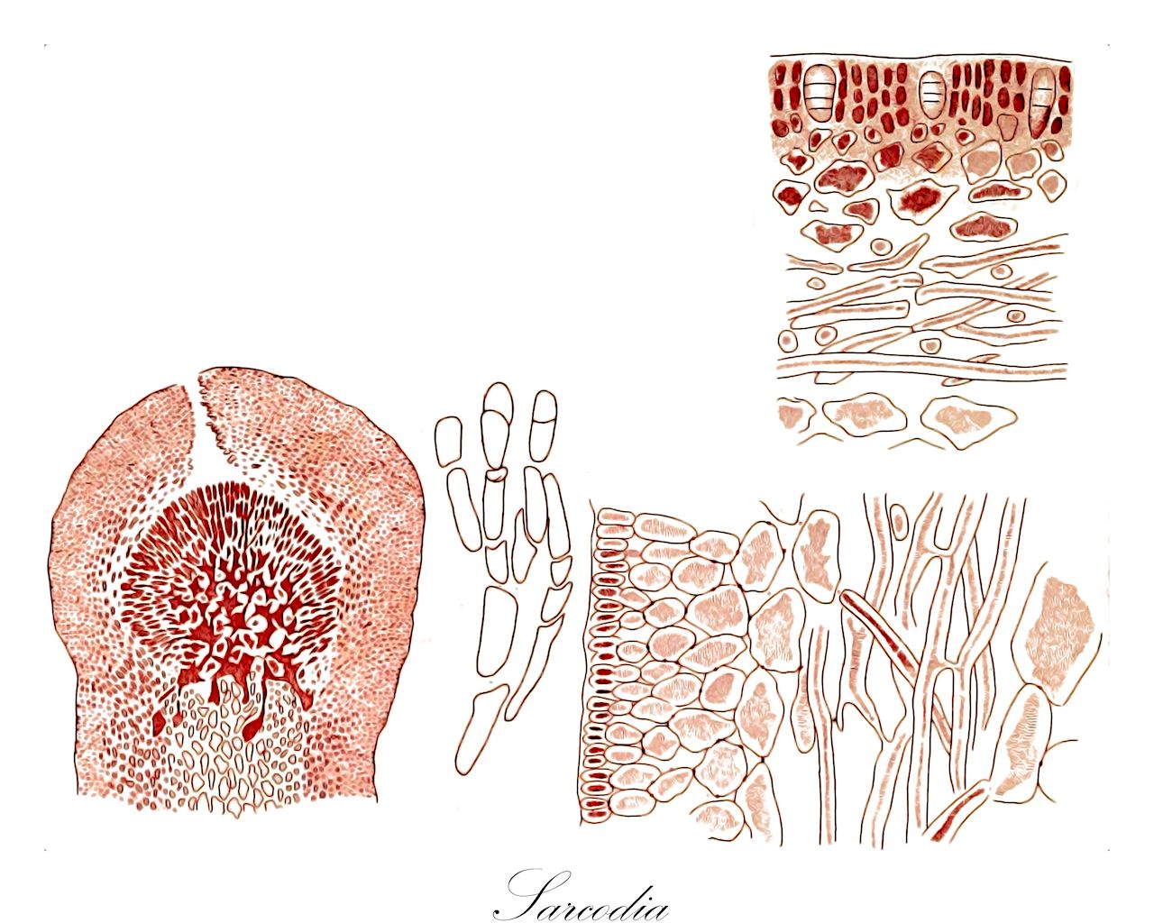 Sarcodia - Sarcodiaceae,Biota,Plantae,Rhodophyta,Eurhodophytina,Florideophyceae,Plocamiales,Sarcodiaceae,Sarcodia,Carpococcus, Rhodosarcodia