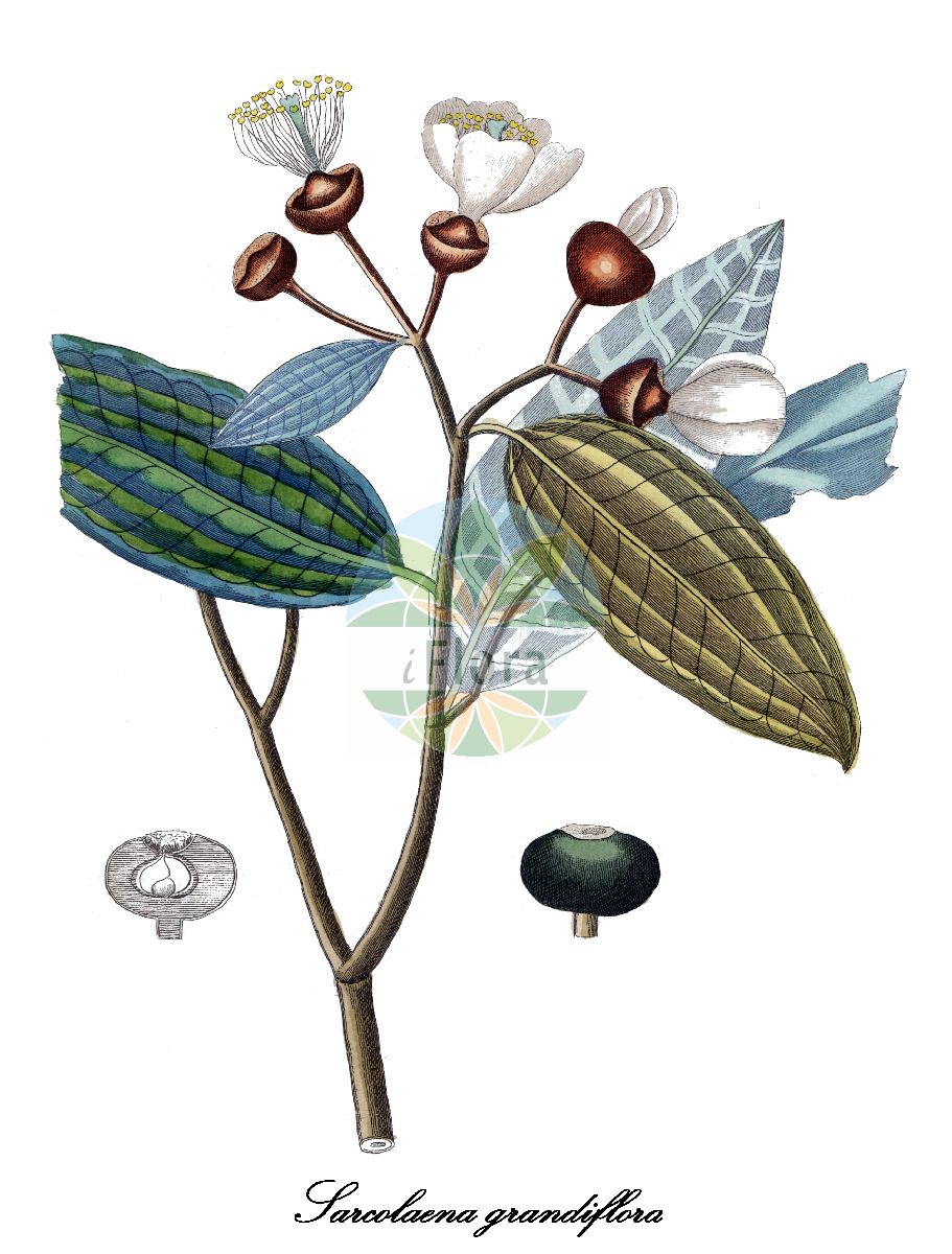 Sarcolaena grandiflora - Sarcolaenaceae,Plantae,Pteridobiotina,Angiosperms,Malvales,Sarcolaenaceae,Sarcolaena,Sarcolaena grandiflora