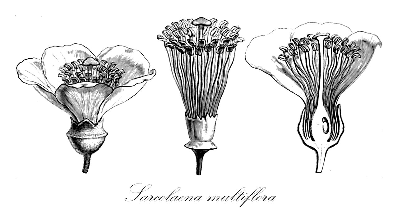 Sarcolaena multiflora - Sarcolaenaceae,Plantae,Pteridobiotina,Angiosperms,Malvales,Sarcolaenaceae,Sarcolaena,Sarcolaena multiflora,Sarcolaena multiflora var. latifolia