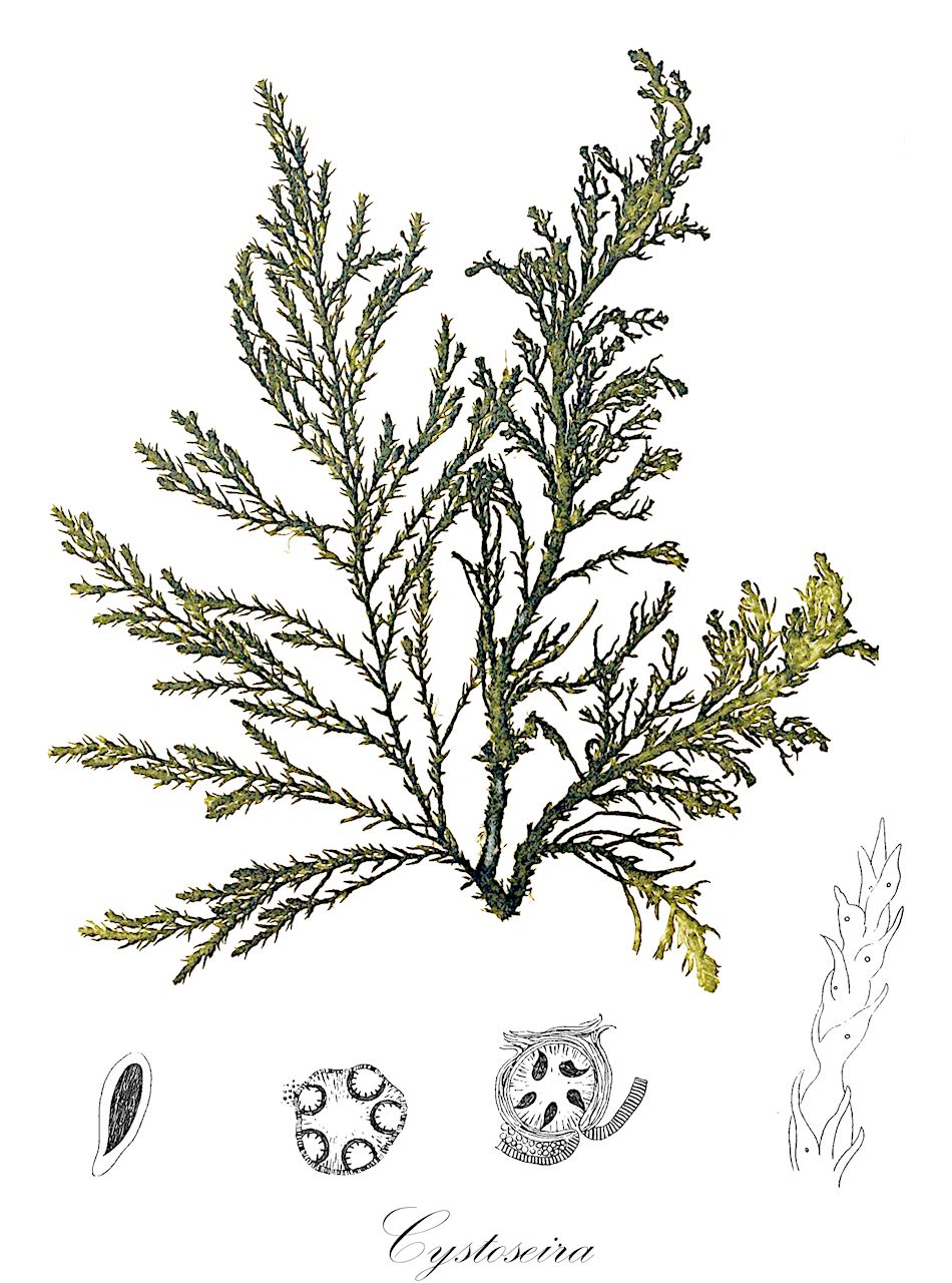 Cystoseira - Sargassaceae,Biota,Chromista,Ochrophyta,Phaeophyceae,Fucales,Sargassaceae,Cystoseira,Abrotanifolia, Baccifer, Carpodesmia, Cystophyllum, Ericaria, Gongolaria, Halerica, Monilifera, Phryganella, Phyllacantha, Sirophysalis, Stokeyia