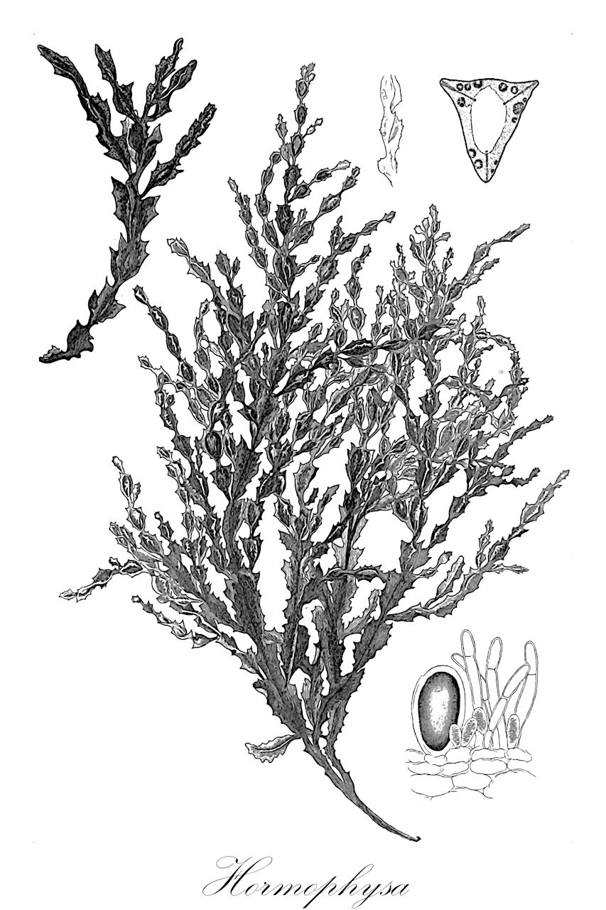 Hormophysa - Ochrophyta,Biota,Chromista,Ochrophyta,Phaeophyceae,Fucales,Sargassaceae,Hormophysa