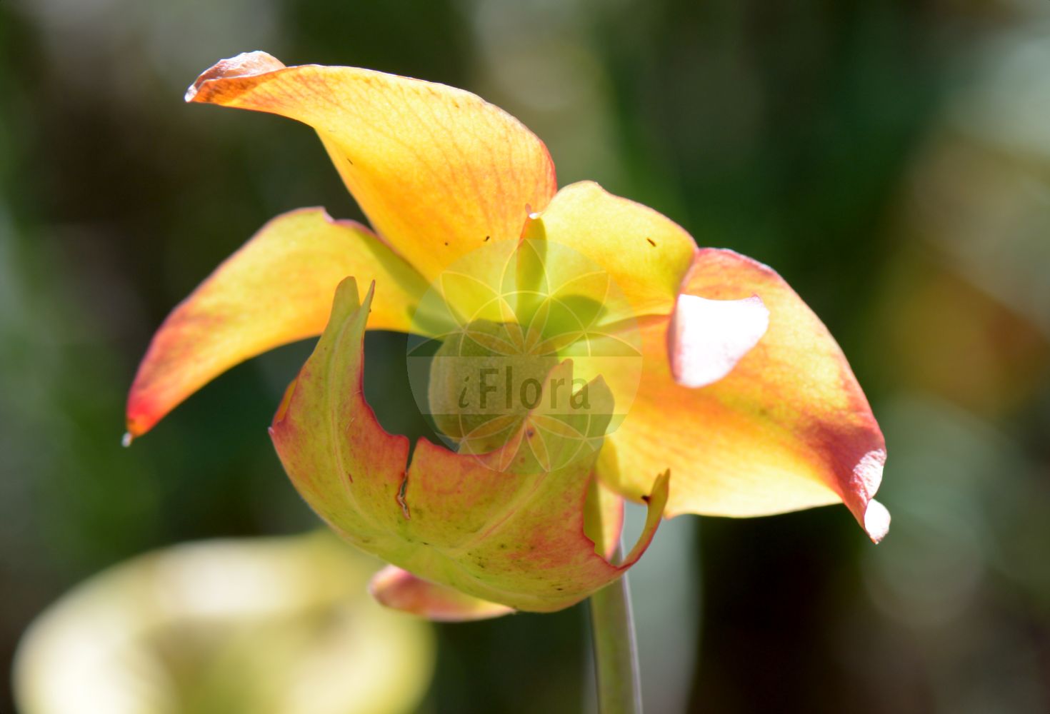 Foto von Sarracenia flava. Das Bild zeigt Bluete. Das Foto wurde in Bonn, Nordrhein-Westfalen, Deutschland aufgenommen. ---- Photo of Sarracenia flava. The image is showing flower. The picture was taken in Bonn, North Rhine-Westphalia, Germany.(Sarracenia flava,Sarracenia flava,Sarracenia,Schlauchpflanze,Pitcherplant,Sarraceniaceae,Schlauchpflanzengewächse,Bluete,flower)