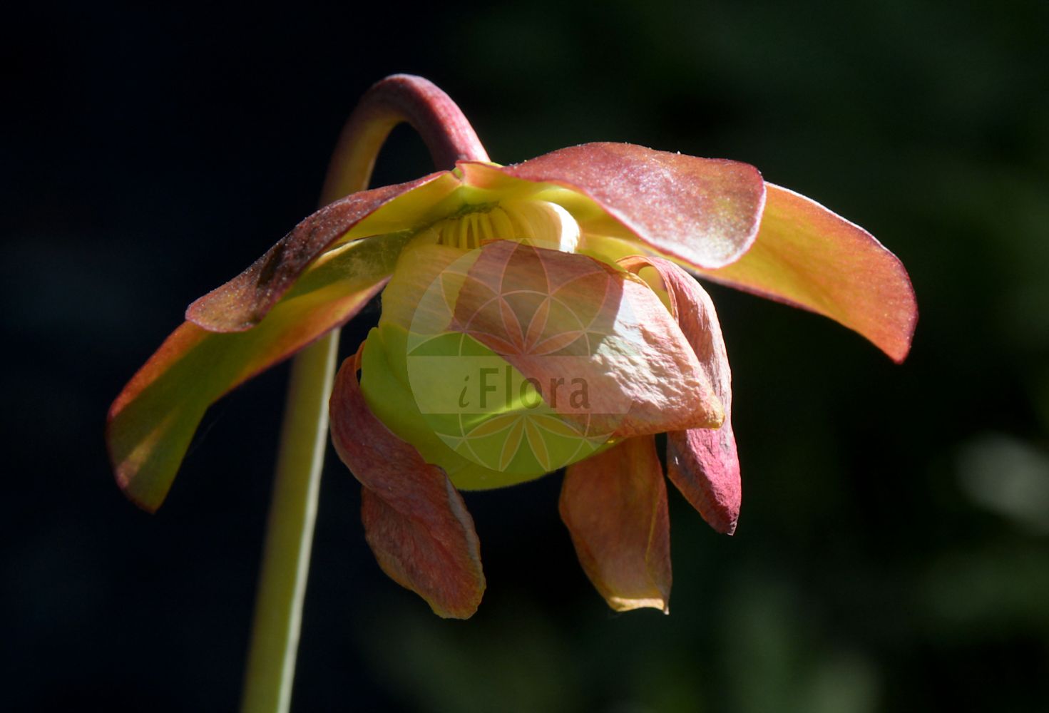 Foto von Sarracenia purpurea (Braunrote Schlauchpflanze - Pitcher Plant). Das Bild zeigt Bluete. Das Foto wurde in Oslo, Norwegen aufgenommen. ---- Photo of Sarracenia purpurea (Braunrote Schlauchpflanze - Pitcher Plant). The image is showing flower. The picture was taken in Oslo, Norway.(Sarracenia purpurea,Braunrote Schlauchpflanze,Pitcher Plant,Sarracenia purpurea,Braunrote Schlauchpflanze,Pitcher Plant,Common Pitcher Plant,Huntsman's Cup,Northern Pitcher Plant,Purple Pitcher Plant,Side-saddle Flower,Sarracenia,Schlauchpflanze,Pitcherplant,Sarraceniaceae,Schlauchpflanzengewächse,Bluete,flower)