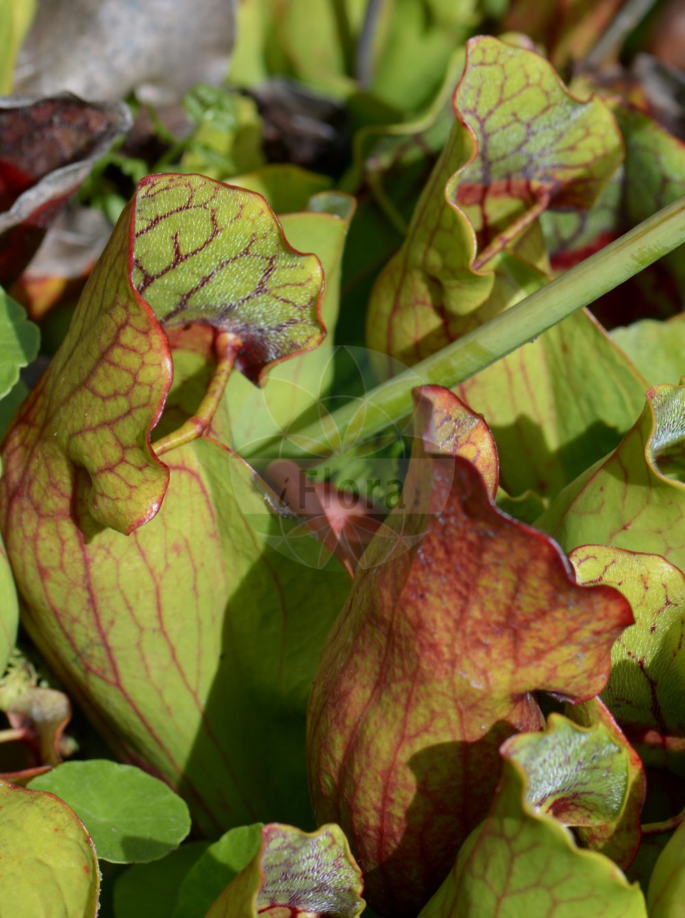 Foto von Sarracenia purpurea (Braunrote Schlauchpflanze - Pitcher Plant). Das Bild zeigt Falle und Bluete. Das Foto wurde in Bonn, Nordrhein-Westfalen, Deutschland aufgenommen. ---- Photo of Sarracenia purpurea (Braunrote Schlauchpflanze - Pitcher Plant). The image is showing trap and flower. The picture was taken in Bonn, North Rhine-Westphalia, Germany.(Sarracenia purpurea,Braunrote Schlauchpflanze,Pitcher Plant,Sarracenia purpurea,Braunrote Schlauchpflanze,Pitcher Plant,Common Pitcher Plant,Huntsman's Cup,Northern Pitcher Plant,Purple Pitcher Plant,Side-saddle Flower,Sarracenia,Schlauchpflanze,Pitcherplant,Sarraceniaceae,Schlauchpflanzengewächse,Falle,Bluete,trap,flower)