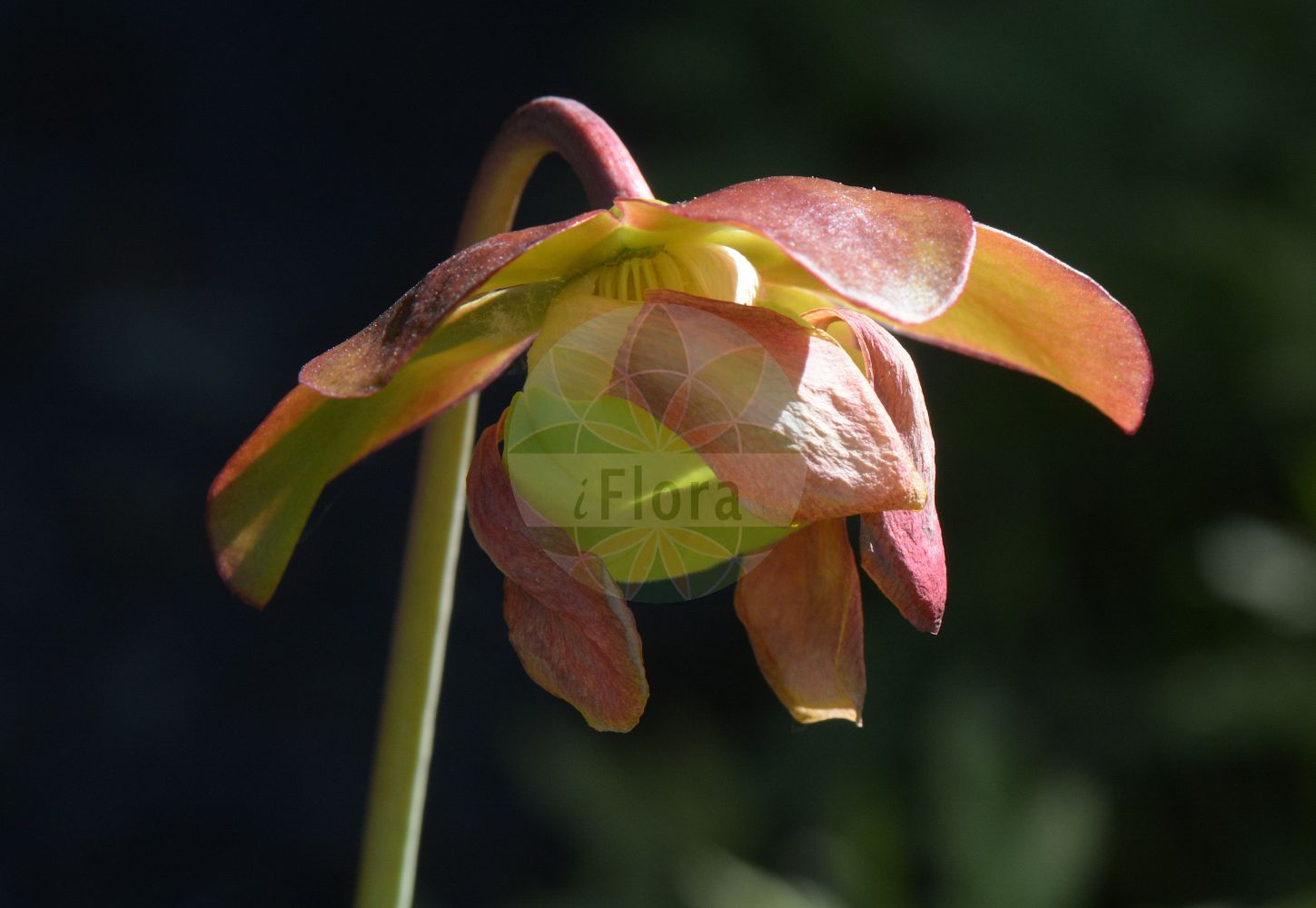 Foto von Sarracenia purpurea (Braunrote Schlauchpflanze - Pitcher Plant). Das Foto wurde in Oslo, Norwegen aufgenommen. ---- Photo of Sarracenia purpurea (Braunrote Schlauchpflanze - Pitcher Plant). The picture was taken in Oslo, Norway.(Sarracenia purpurea,Braunrote Schlauchpflanze,Pitcher Plant,Sarracenia purpurea,Braunrote Schlauchpflanze,Pitcher Plant,Common Pitcher Plant,Huntsman's Cup,Northern Pitcher Plant,Purple Pitcher Plant,Side-saddle Flower,Sarracenia,Schlauchpflanze,Pitcherplant,Sarraceniaceae,Schlauchpflanzengewächse)