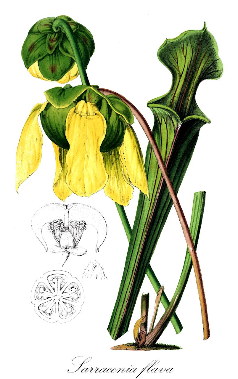 Sarracenia flava - Sarraceniaceae,Plantae,Pteridobiotina,Angiosperms,Ericales,Sarraceniaceae,Sarracenia,Sarracenia flava,Sarracenia acuta, Sarracenia atropurpurea, Sarracenia atrosanguinea, Sarracenia erythropus, Sarracenia fildesii, Sarracenia flava f. rugelii, Sarracenia flava f. viridescens, Sarracenia flava var. atropurpurea, Sarracenia flava var. atrosanguinea, Sarracenia flava var. cuprea, Sarracenia flava var. erythropus, Sarracenia flava var. gigantea, Sarracenia flava var. limbata, Sarracenia flava var. major, Sarracenia flava var. maxima, Sarracenia flava var. media, Sarracenia flava var. minima, Sarracenia flava var. ornata, Sarracenia flava var. picta, Sarracenia flava var. rubra, Sarracenia flava var. rubricorpora, Sarracenia flava var. rugelii, Sarracenia flava var. sanguinea, Sarracenia gronovii, Sarracenia gronovii var. flava, Sarracenia rugelii,Gelbe Schlauchpflanze;dumbwatches;fly-catchers;fly-traps;trumpets;yellow pitcher plant;sarracénie à fleurs jaunes;саррацения желтая;heishisô;sarasenia furaba;サラセニアフラバ;ヘイシソウ
